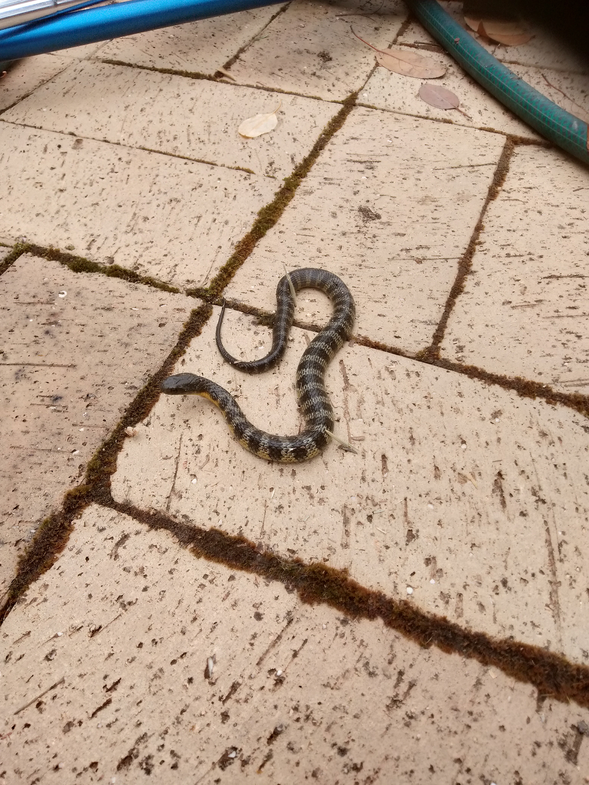 A baby Tiger Snake on a path