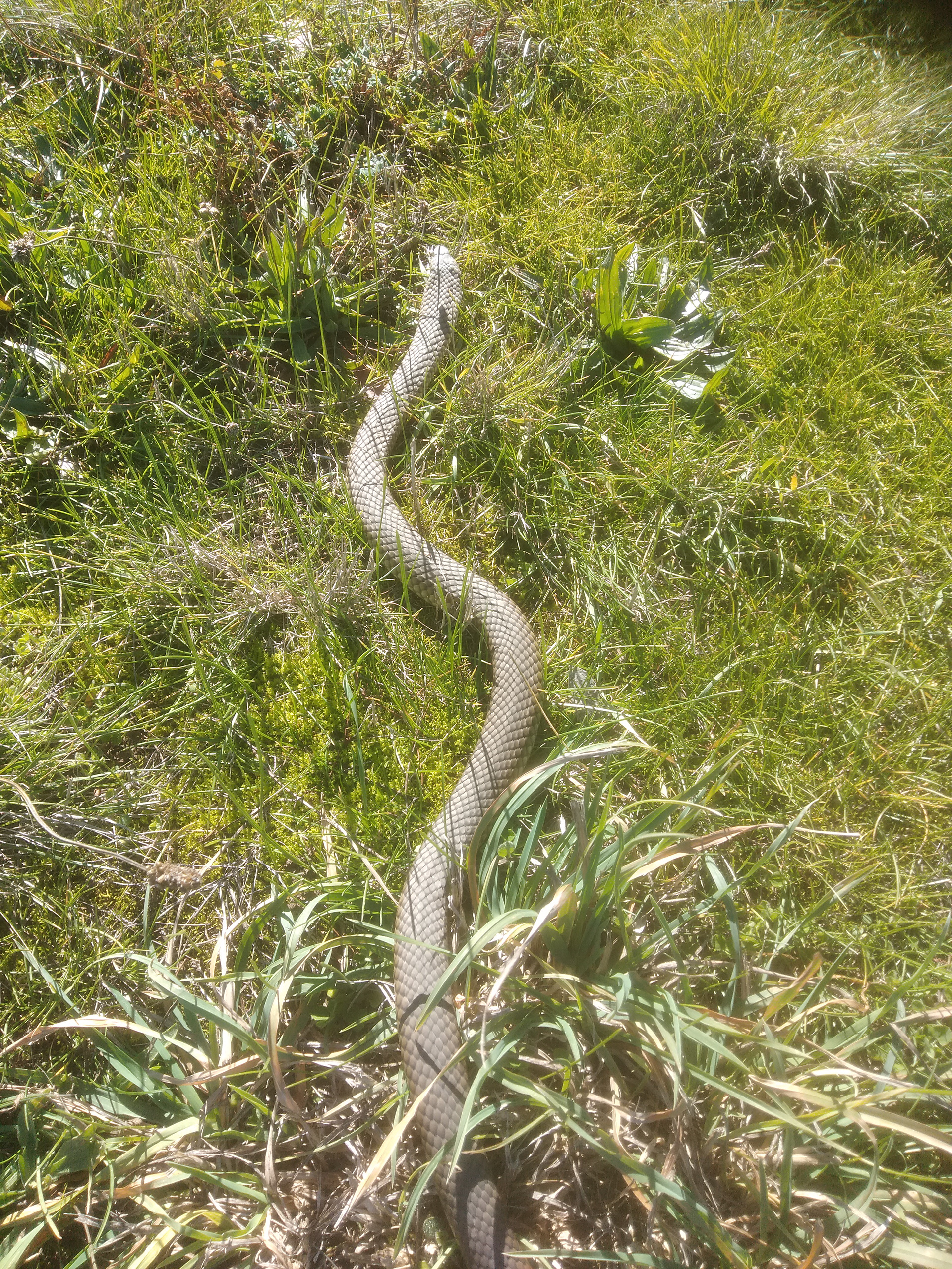An Eastern Brown Snake on grass