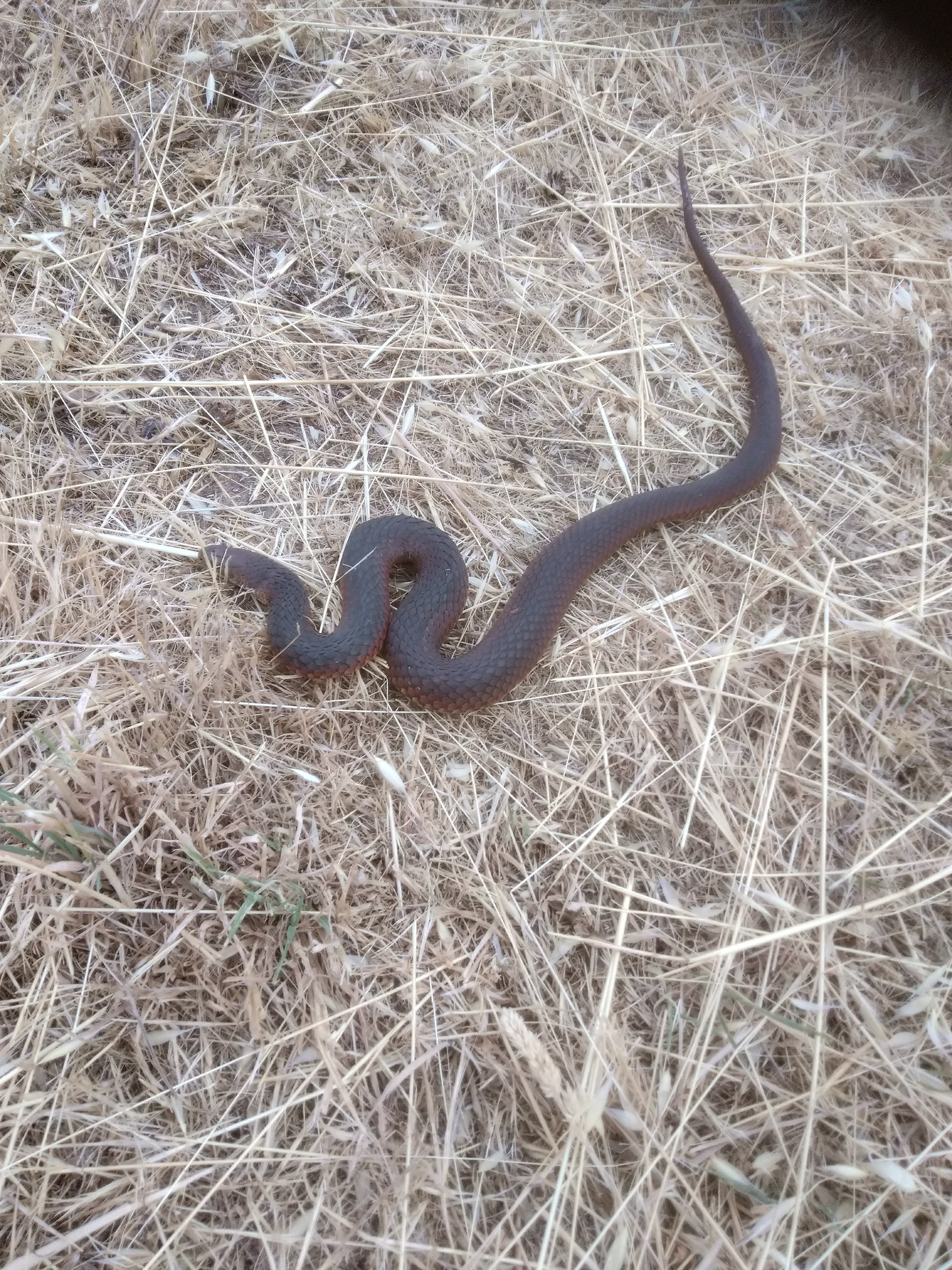 A copperhead In the bush