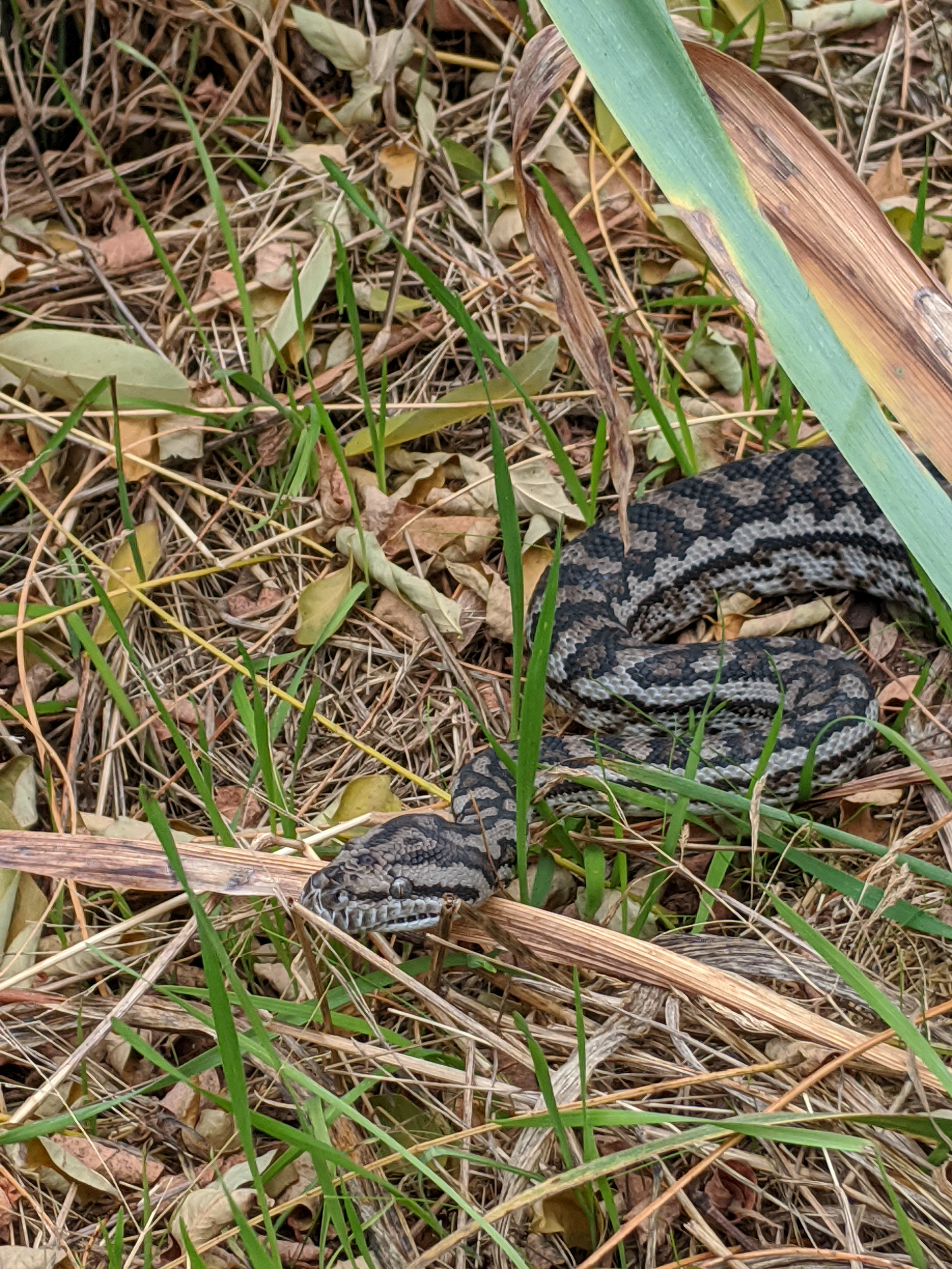 A Carpet Python in Bush