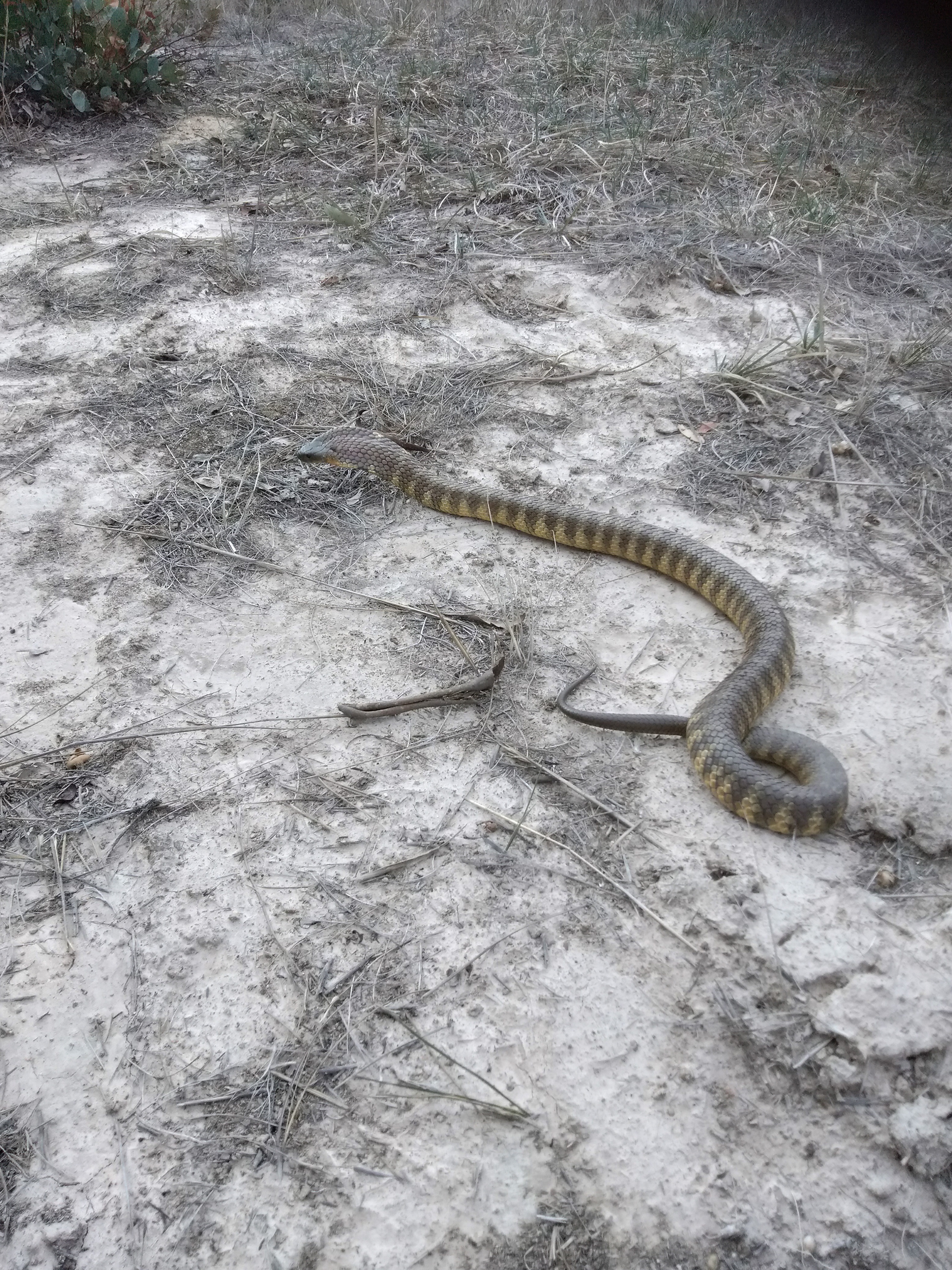 A Tiger Snake on a path