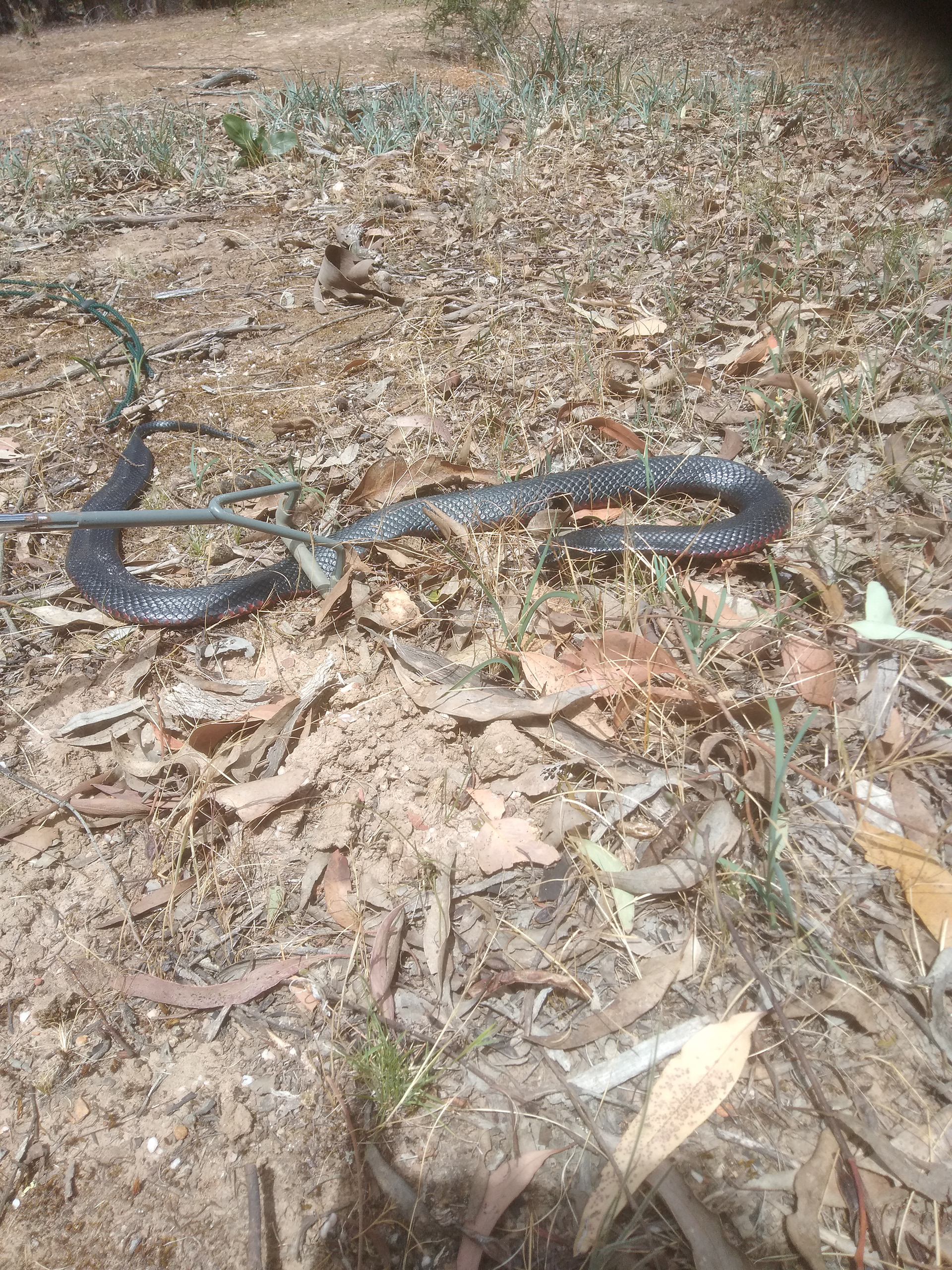 A Red Bellied Black Snake