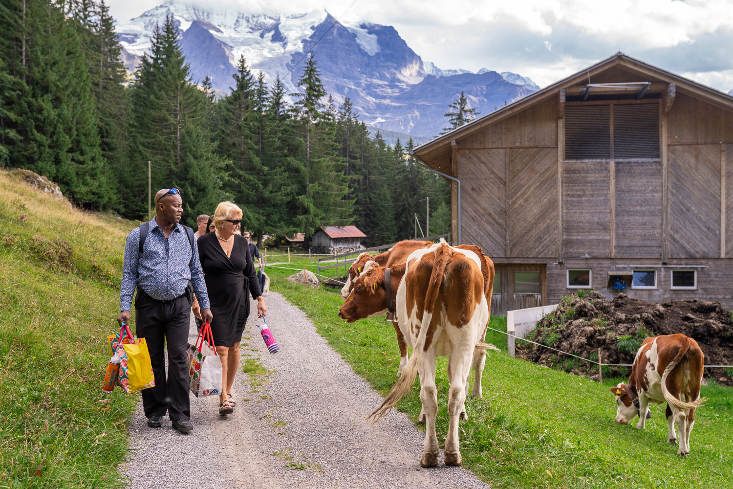 american family hiking in Wengen above Lauterbrunnen Valley in Switzerland meeting cows on their way