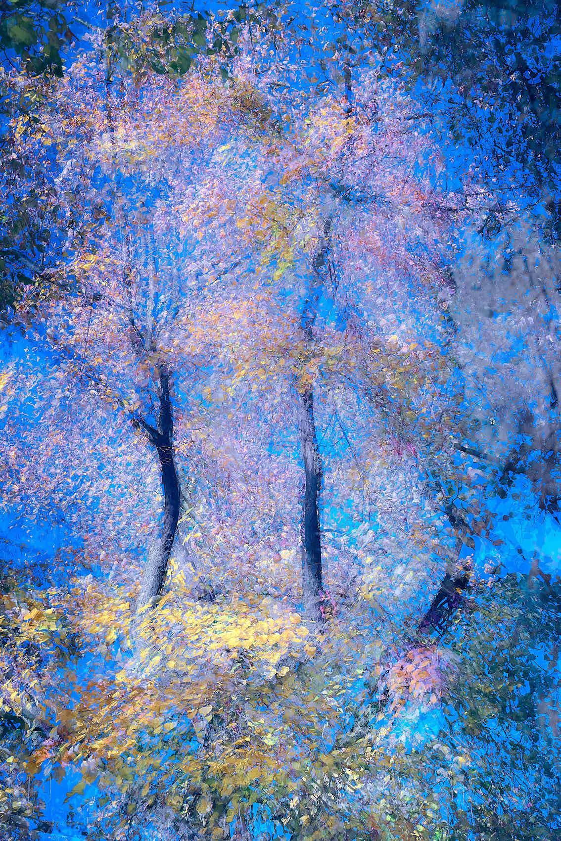 Phantom Trees II fine art photography. Conceptual abstract landscape showing a threshold between worlds, blurred silhouettes of trees representing forest conservation and a spiritual bond.