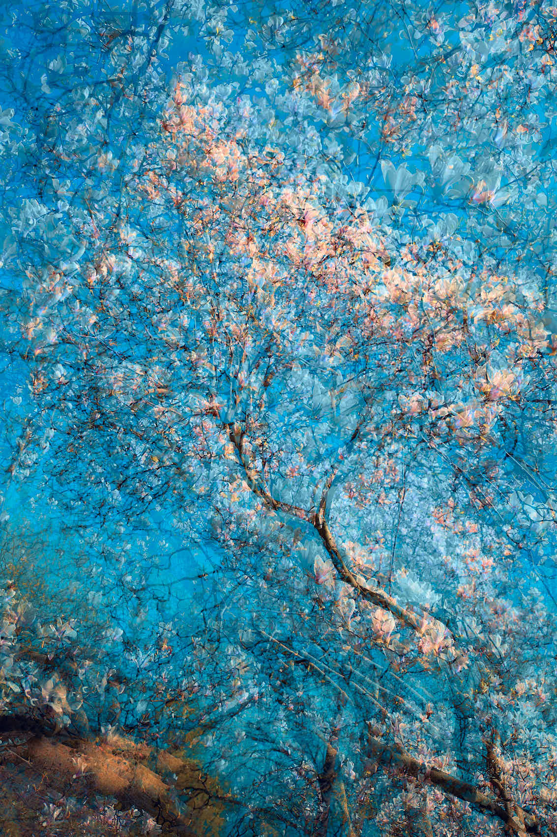 Abstract art photograph, Ethereal Blooms in Blue