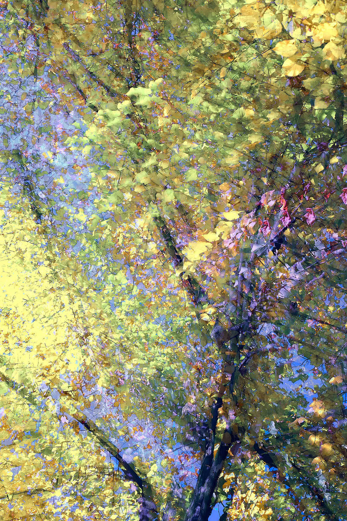 Phantom Trees fine art piece. A visual meditation on the living landscape, abstract fluid forms of trees woven from light and memory, developed in RAW converter.