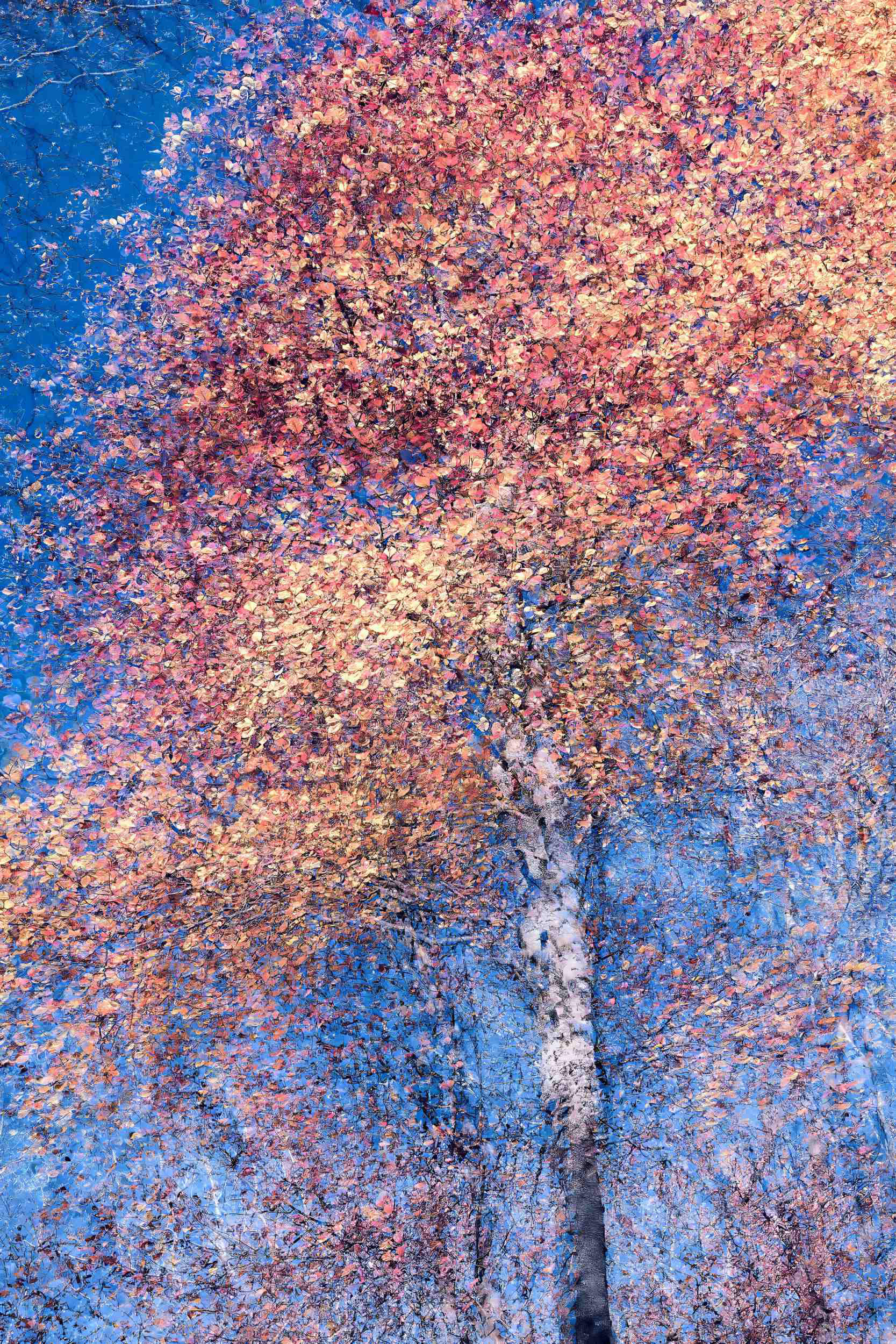 An abstract fine art image of a tree dissolving into soft light and layered motion, with warm and cool tones blending into a calm, pulsating field of color