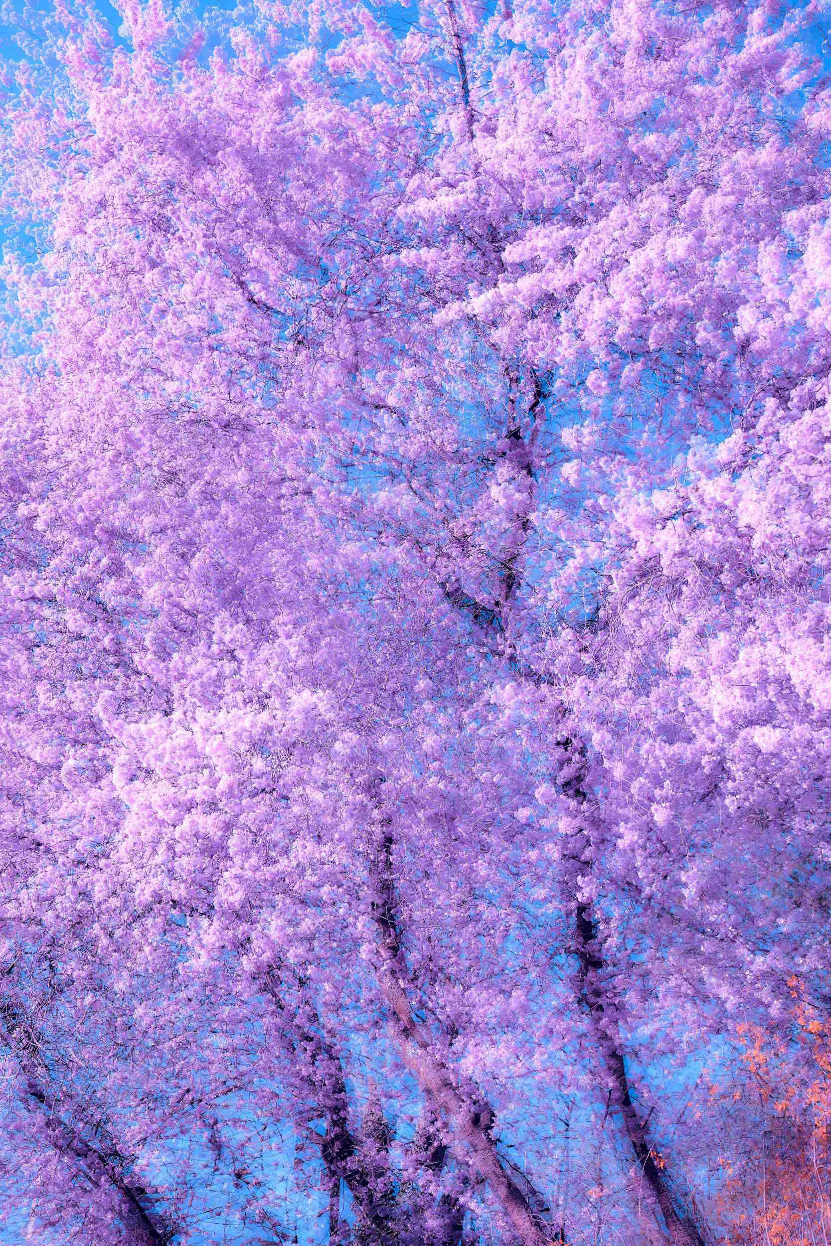 Fine art photography print of a dreamlike, impressionistic woodland landscape; a unique piece of abstract forest wall art in earthy and gold colors.