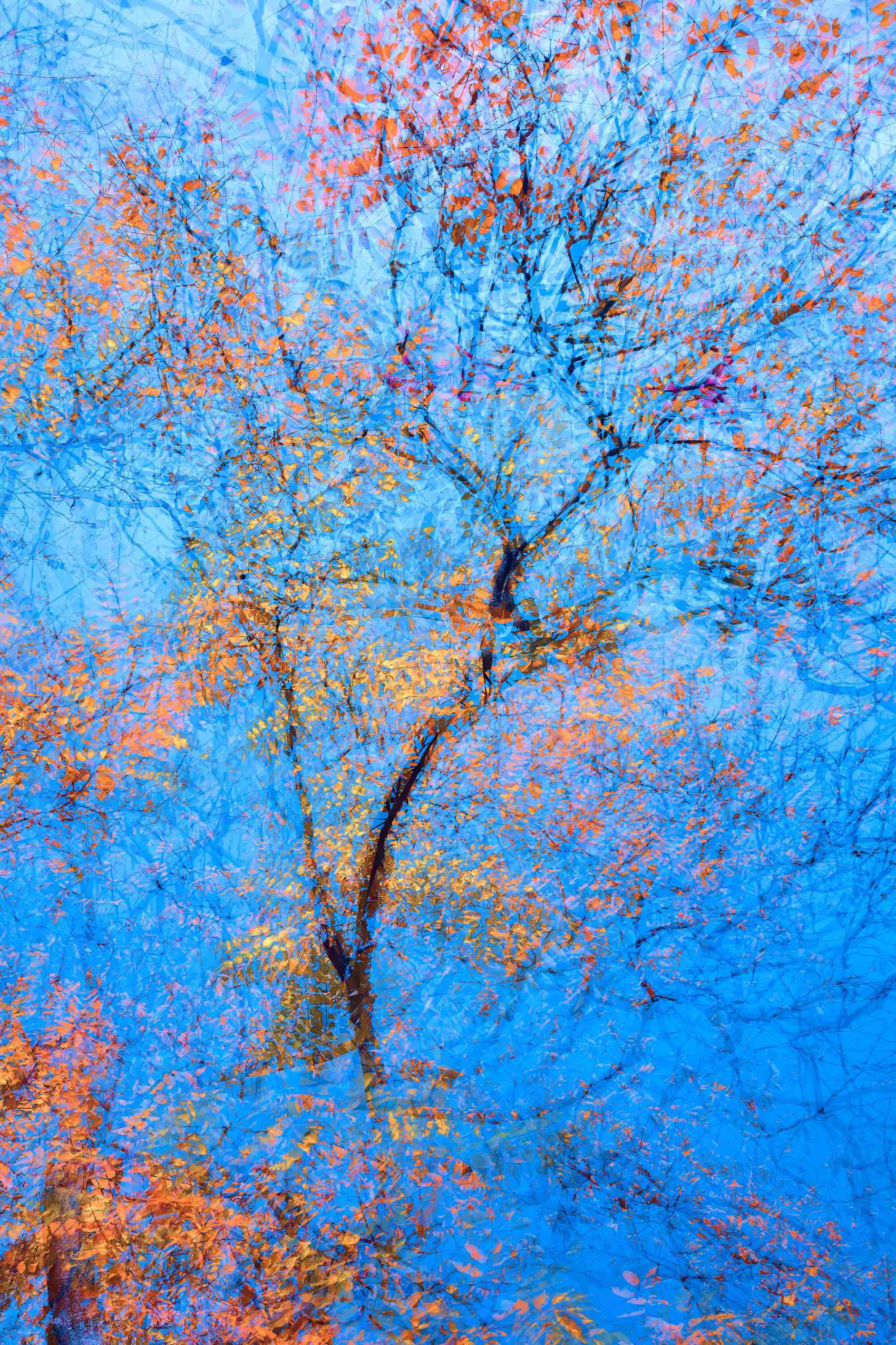 Abstract autumn tree with yellow and orange leaves captured using ICM technique. From the “Breath of Branches” series by Oleksandr.