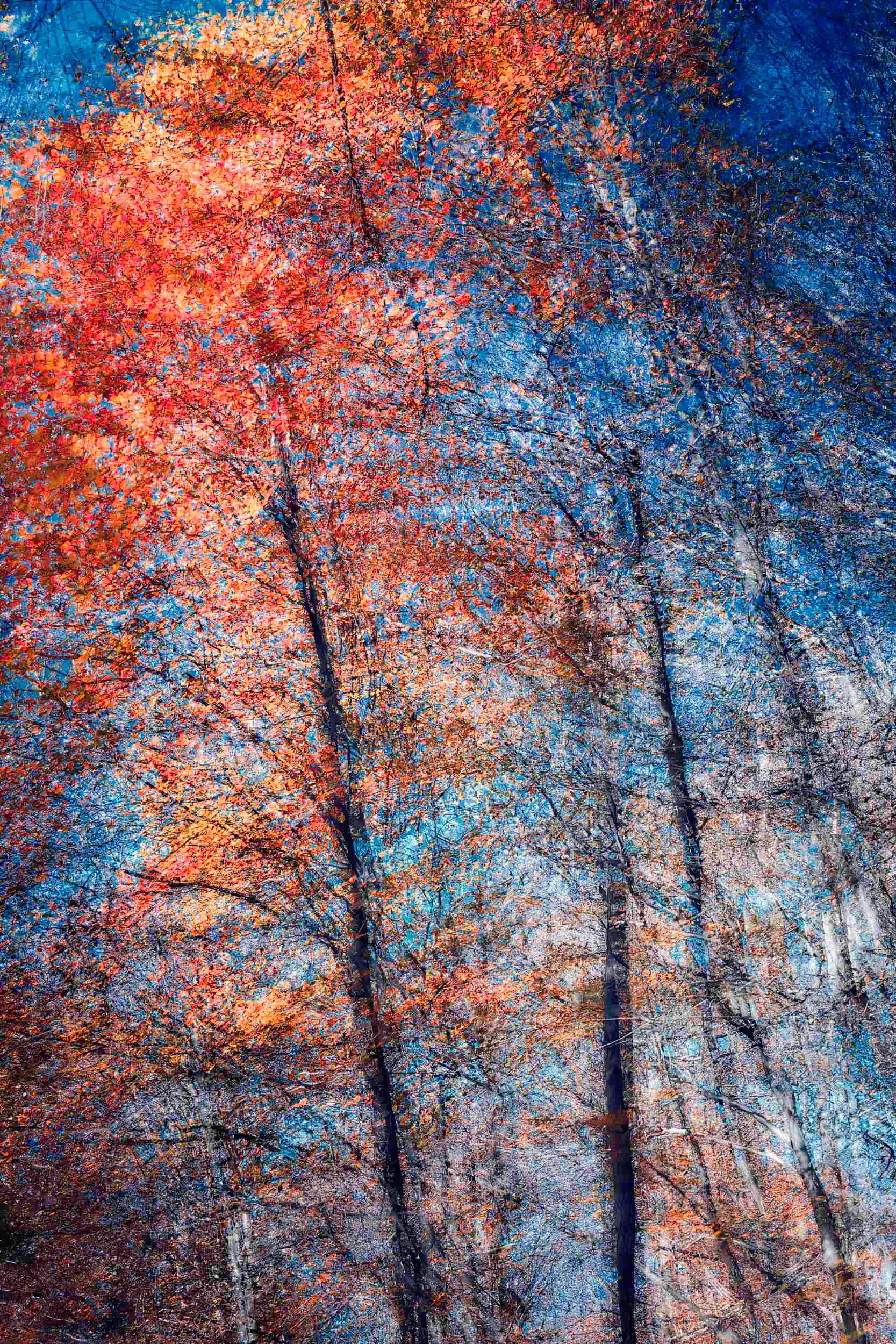 Phantom Structures III by Oleksandr Shapovalov. Abstract nature photography where leaves turn into vibrant pulses of color and the sky becomes a space of visible energy, edited in RAW converter.