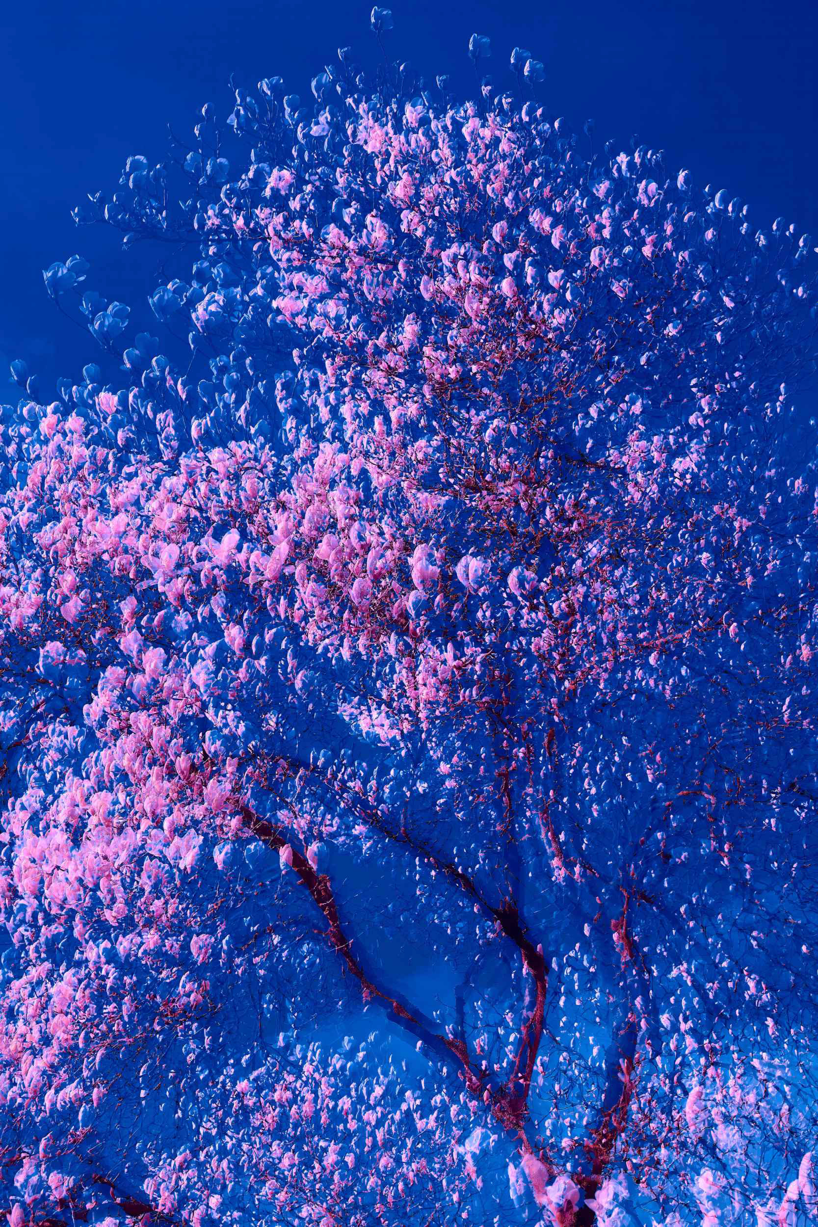 Oleksandr Shapovalov fine art photographer