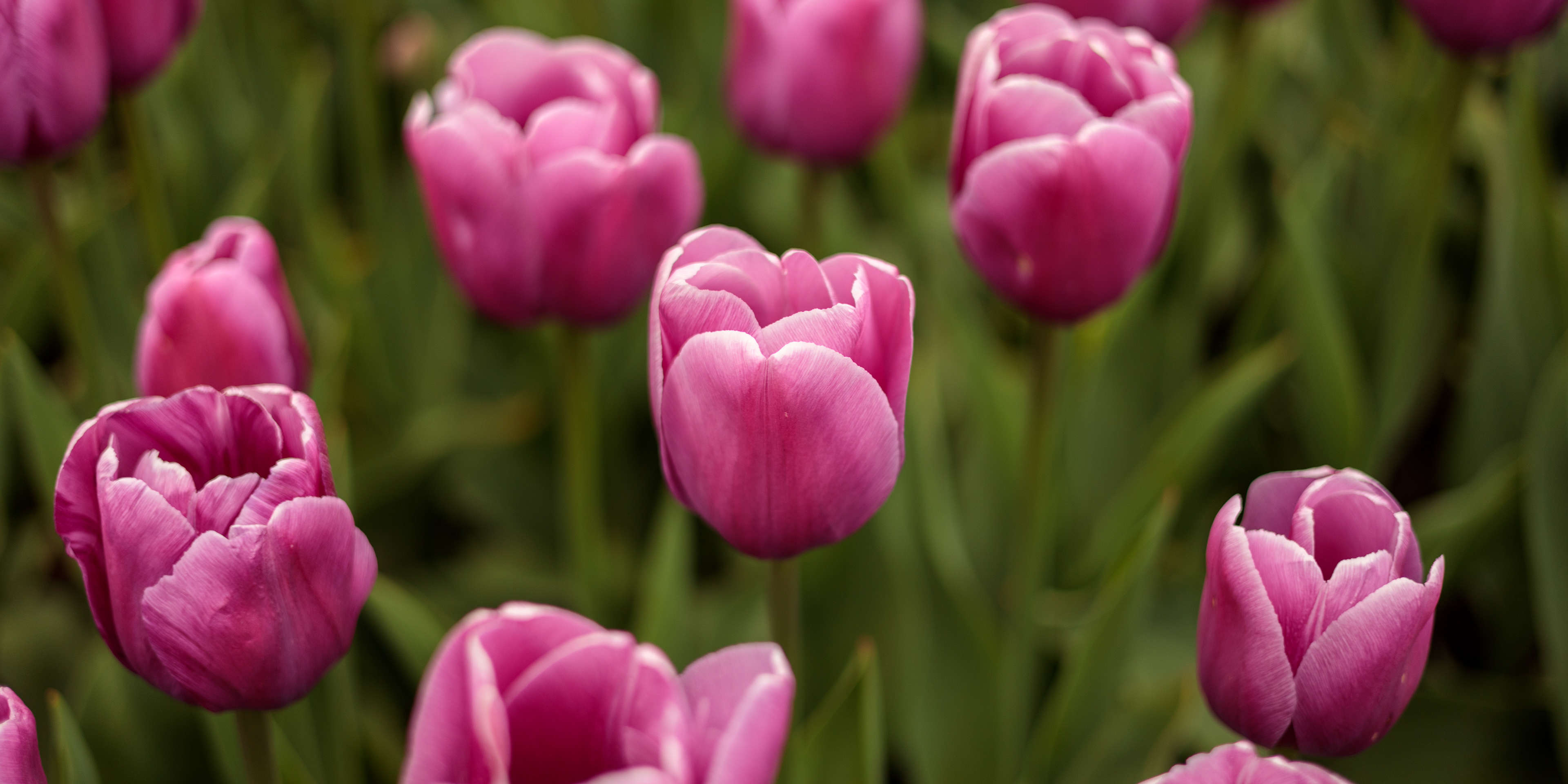 Skagit Tulip Festival