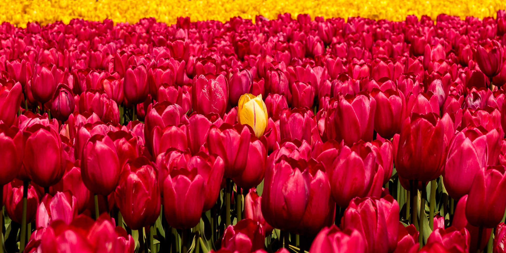 Skagit Tulip Festival