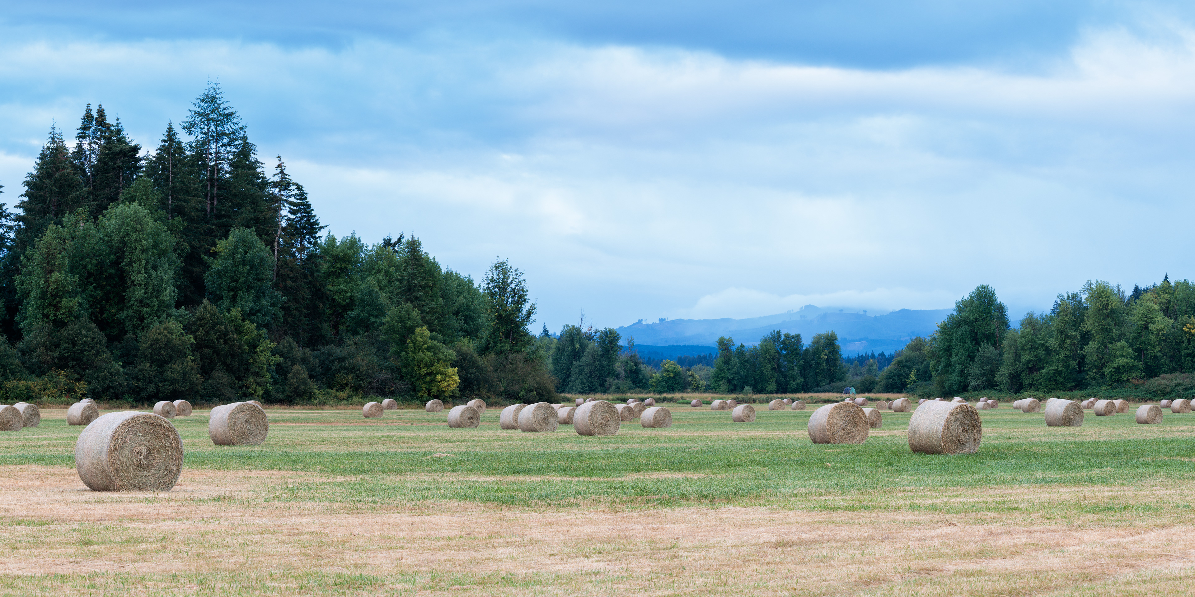 Hay Bales, Bordeaux, WA 
