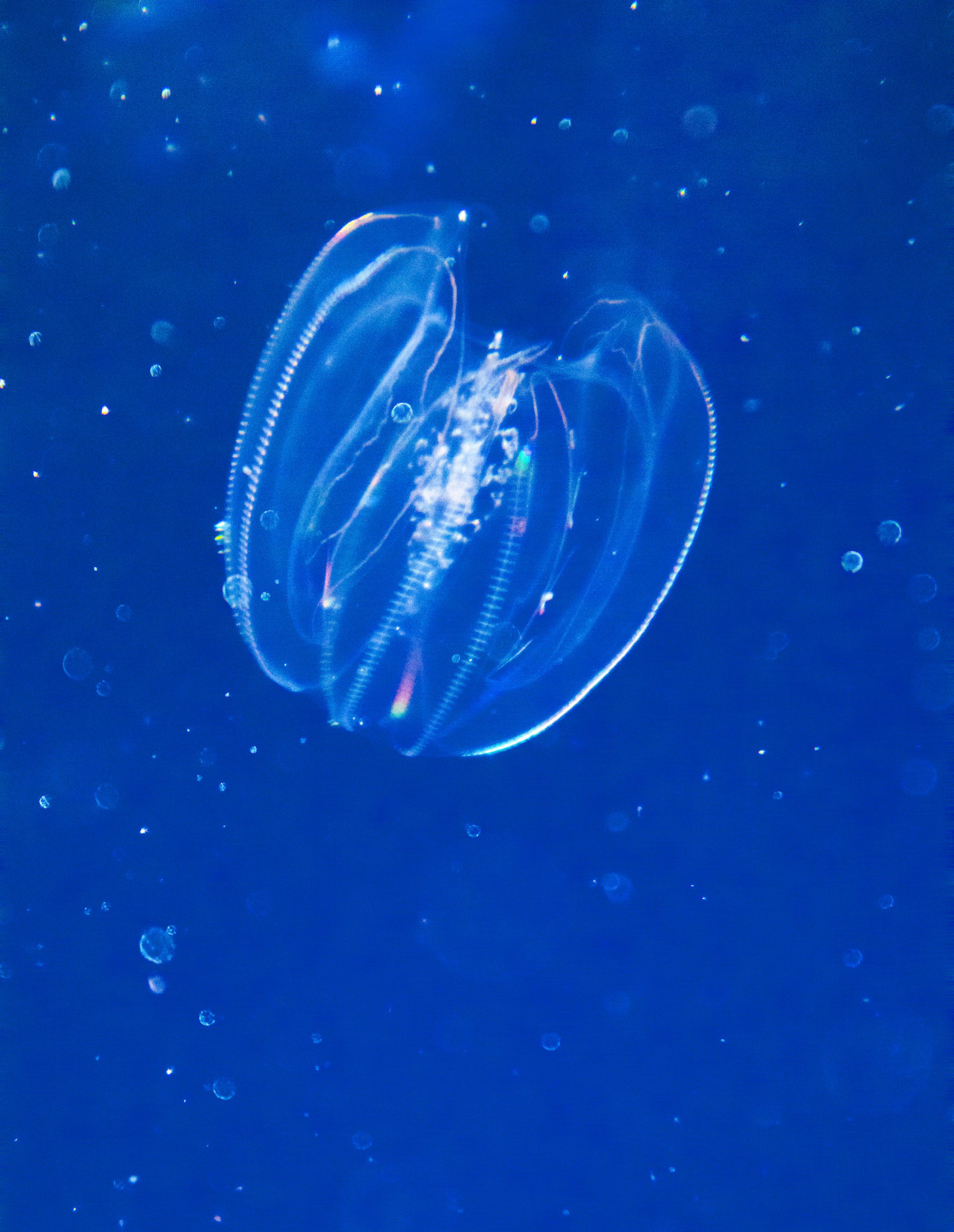 Translucent jellyfish drifting