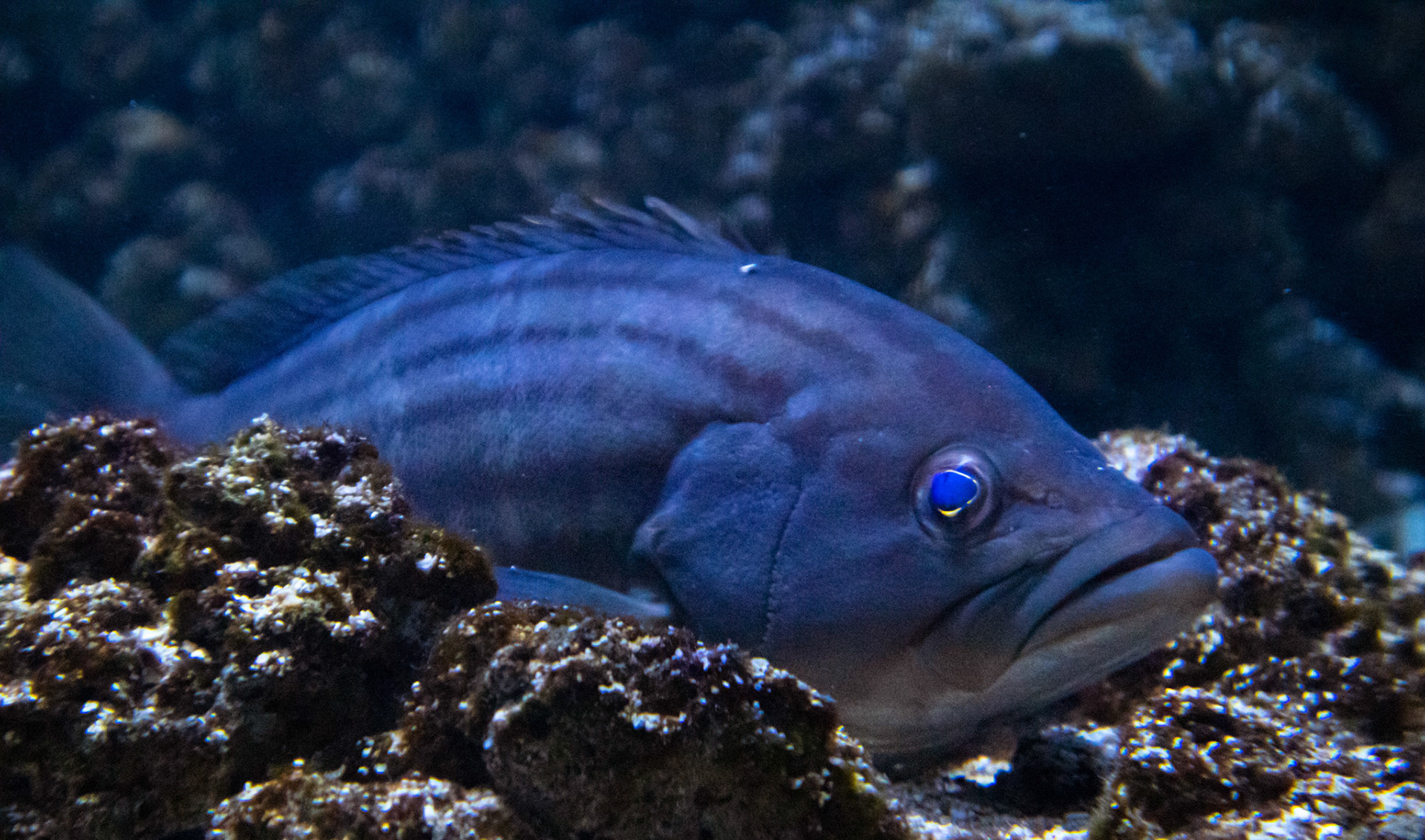 Blue eyed fish