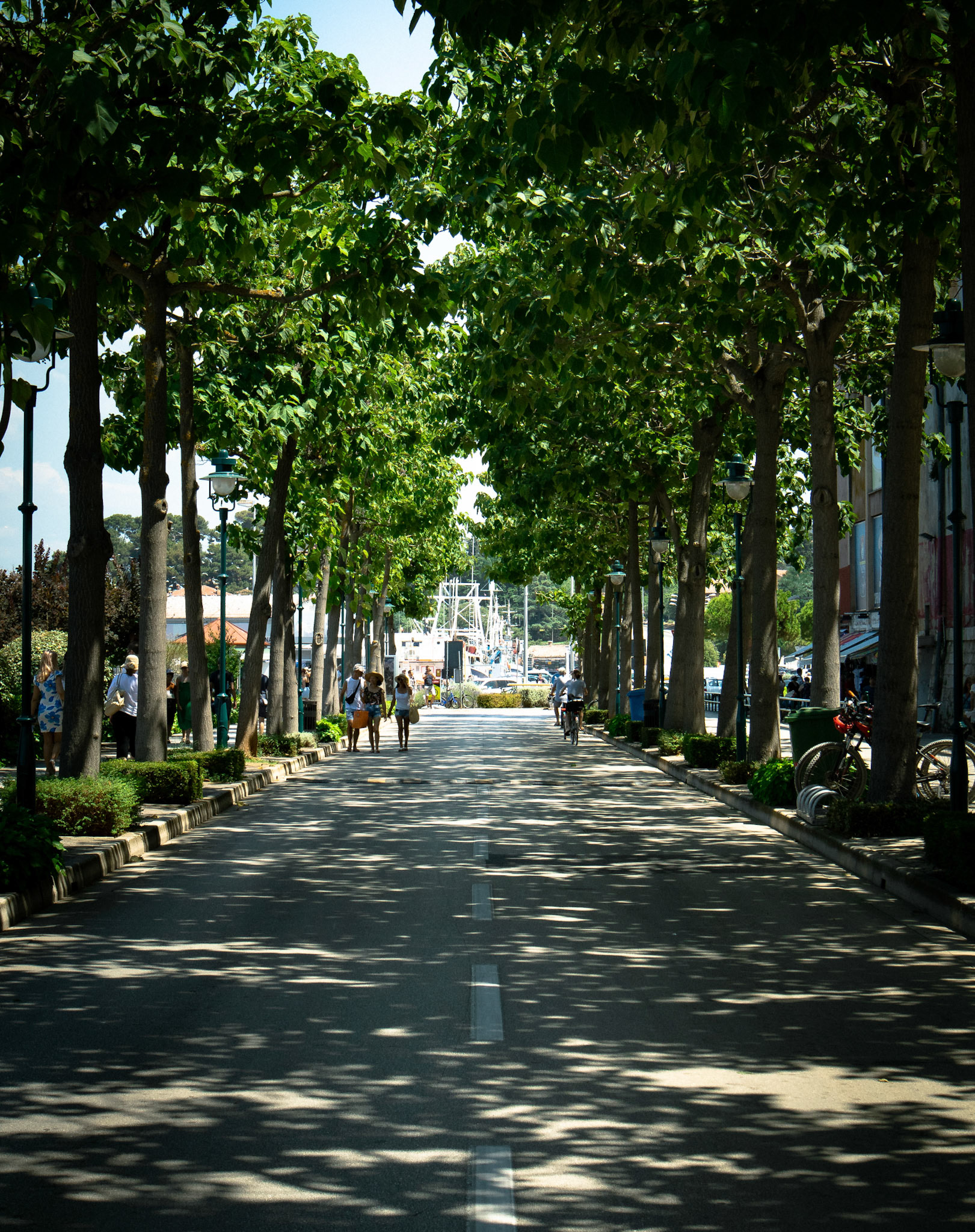 Tree lined street