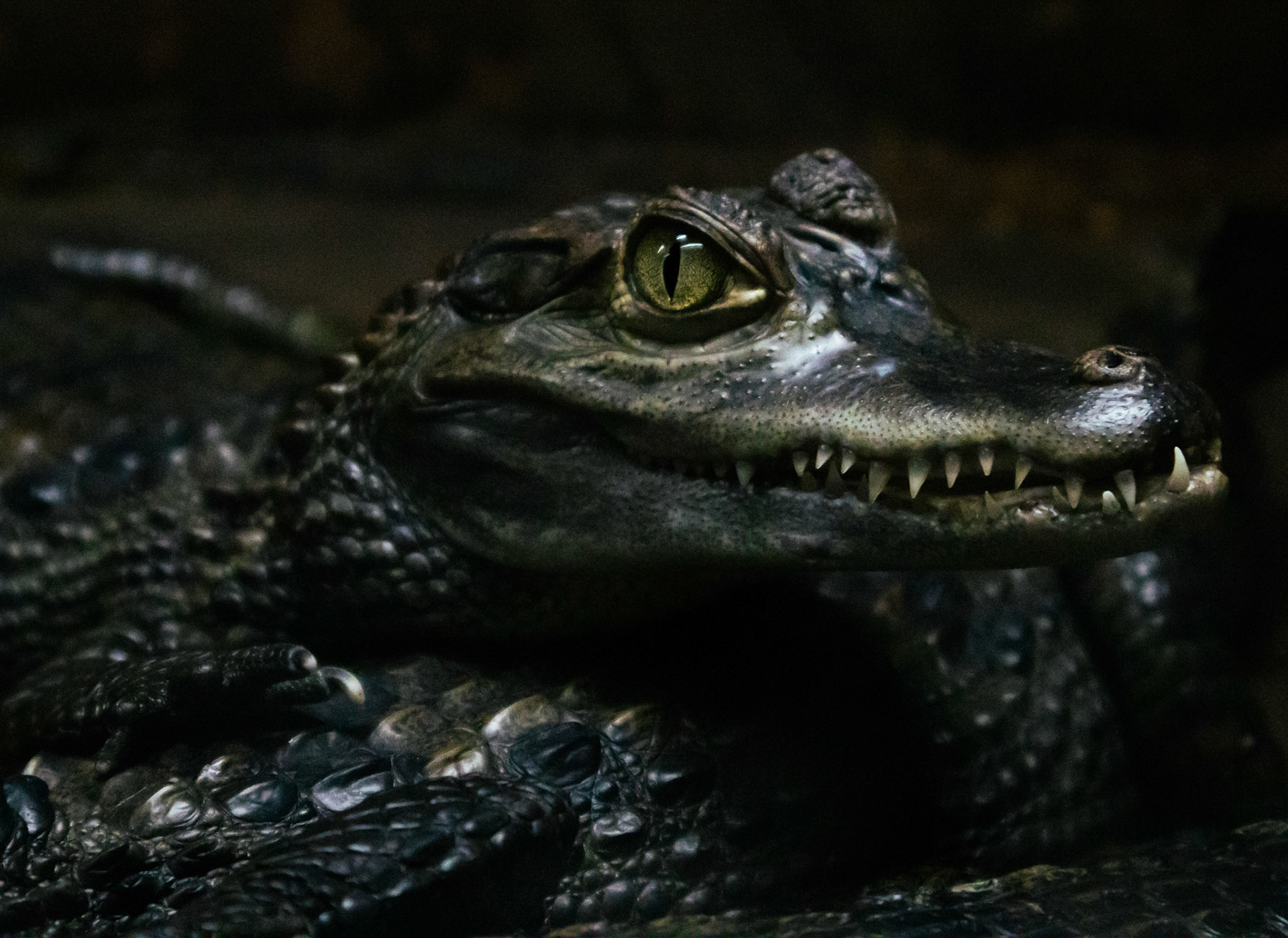 Baby crocodile