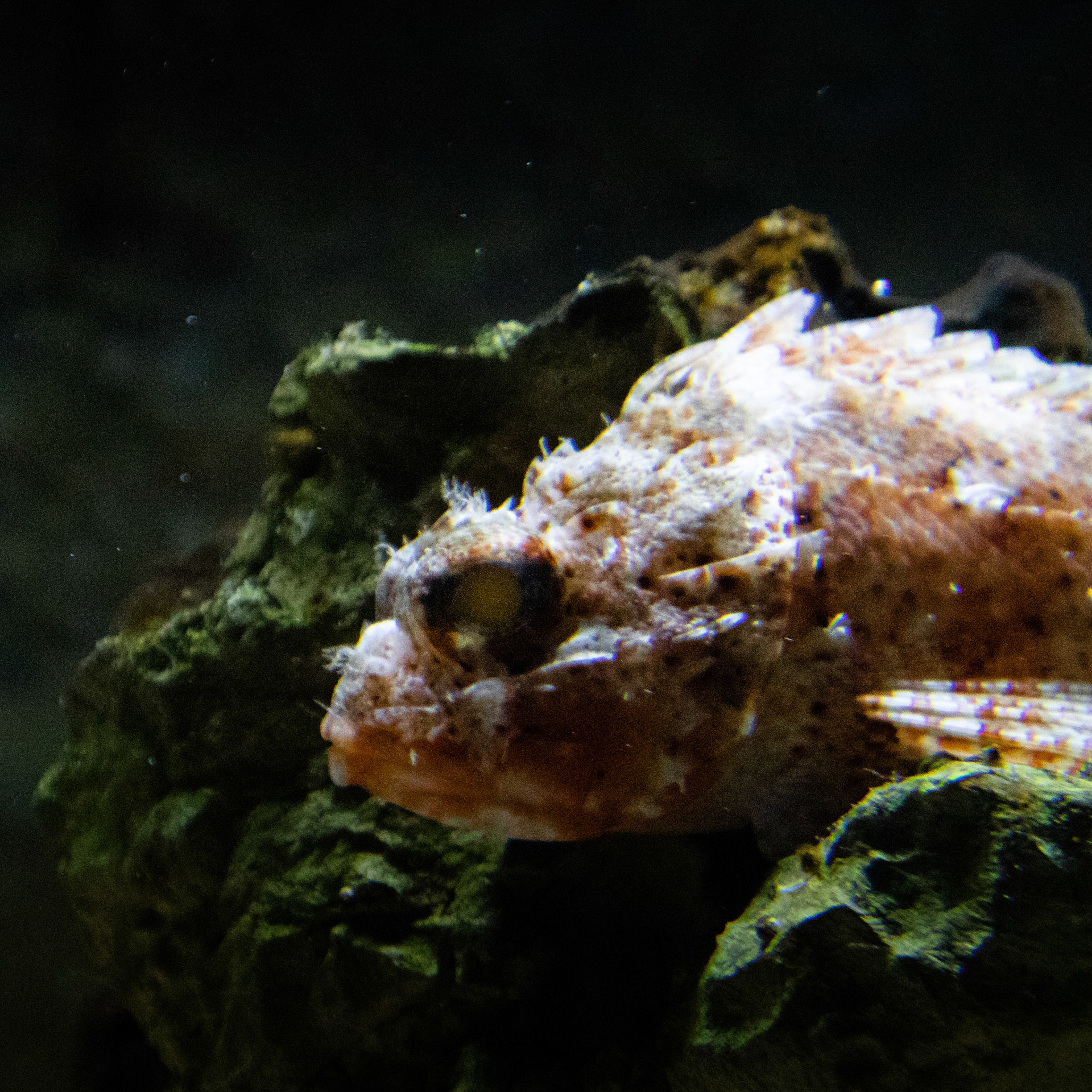 Fish nestled between rocks