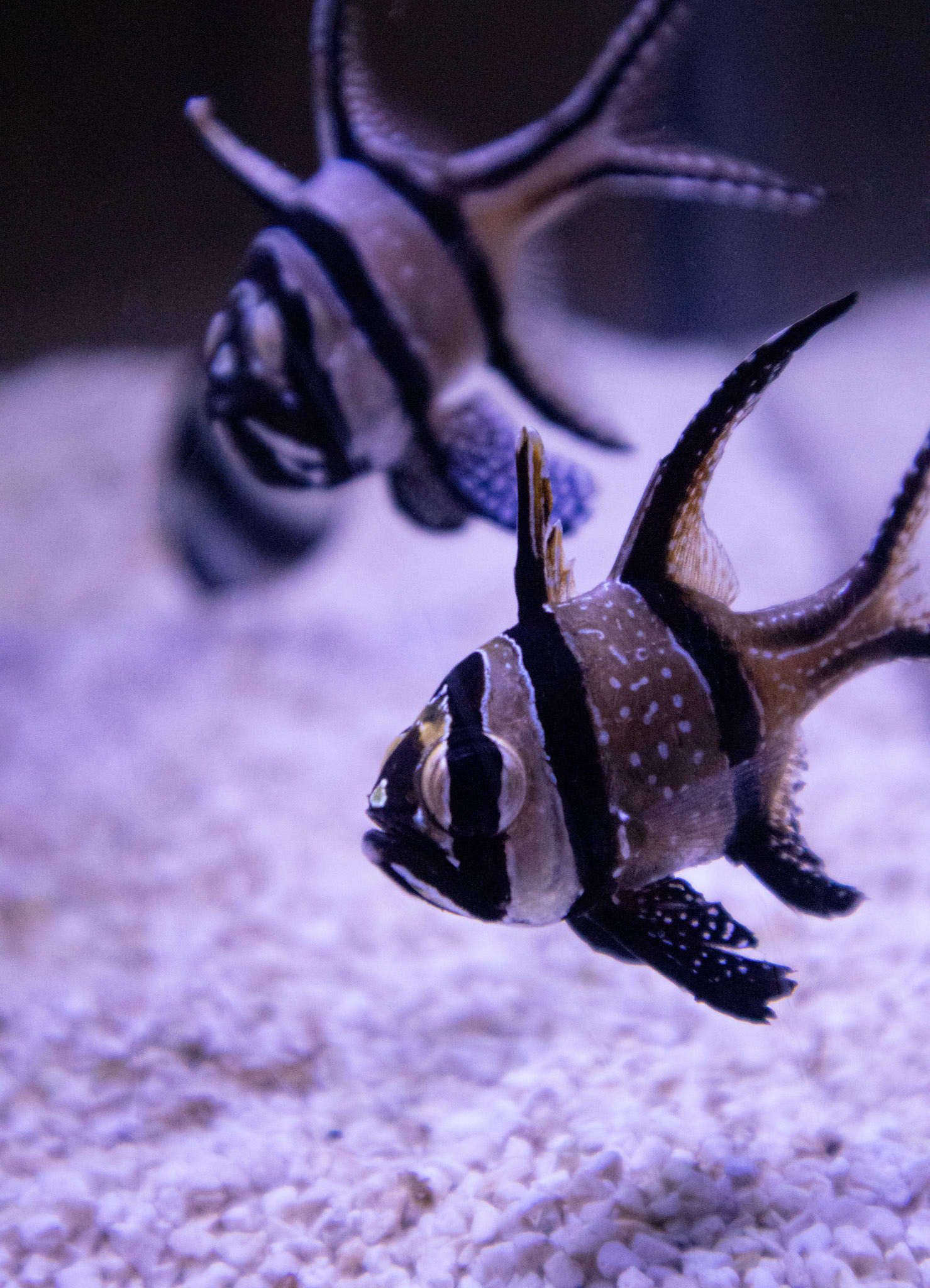 Striped fish