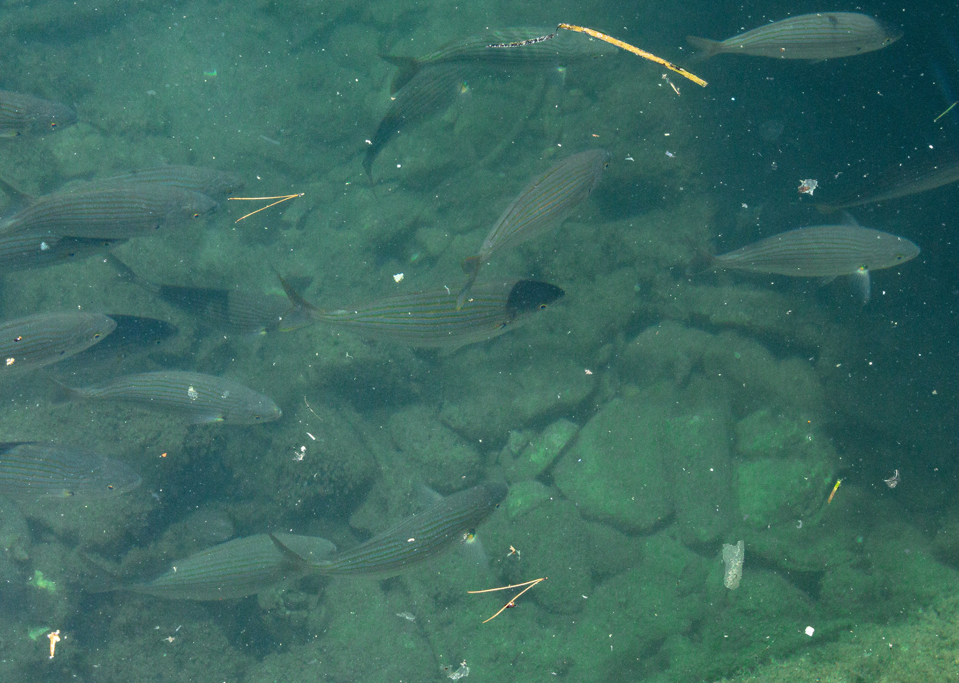Fish in Adriatic water