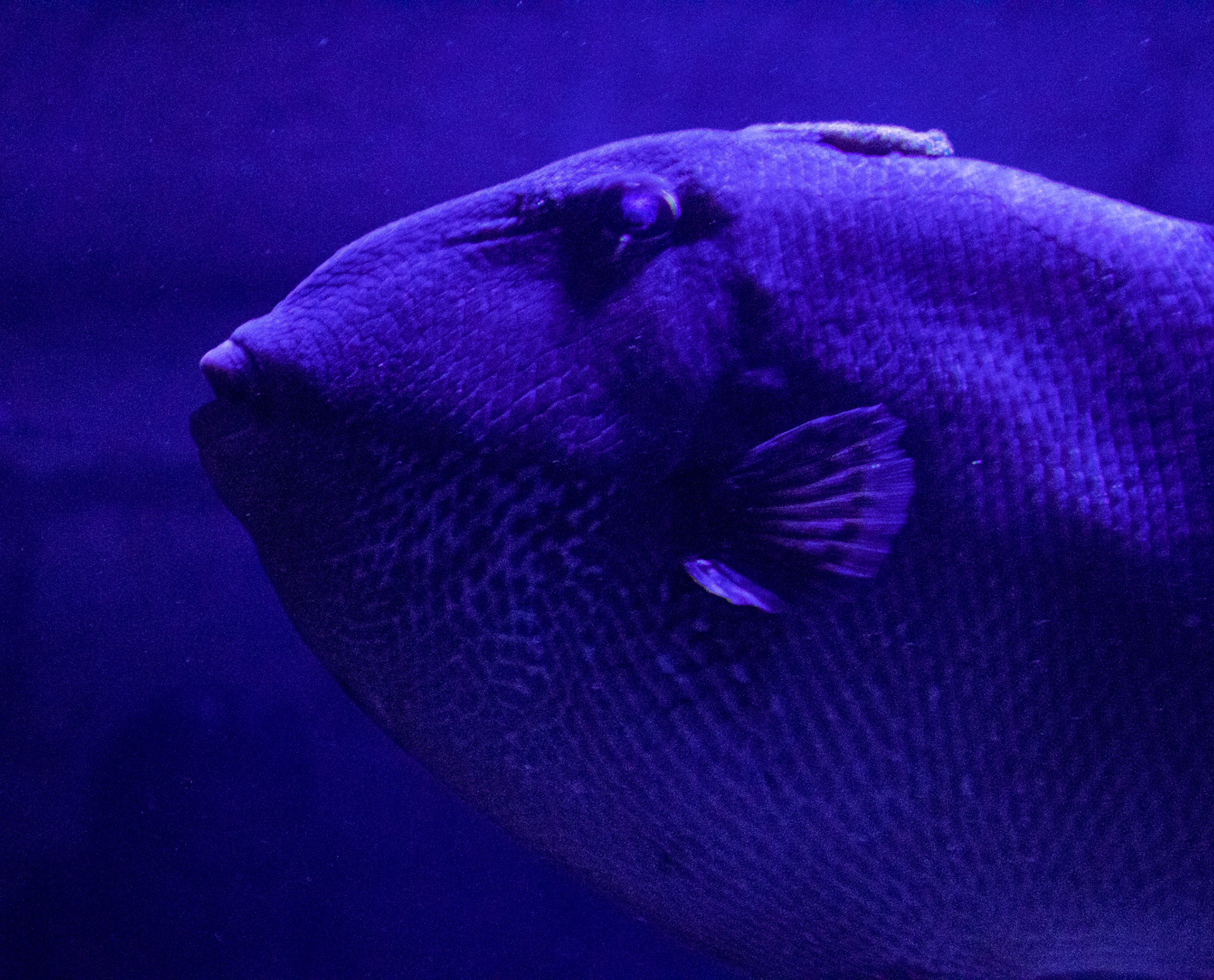 Flat fish