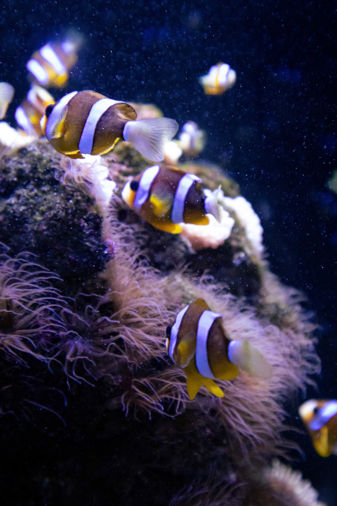 Clown fish gather around sea anemones