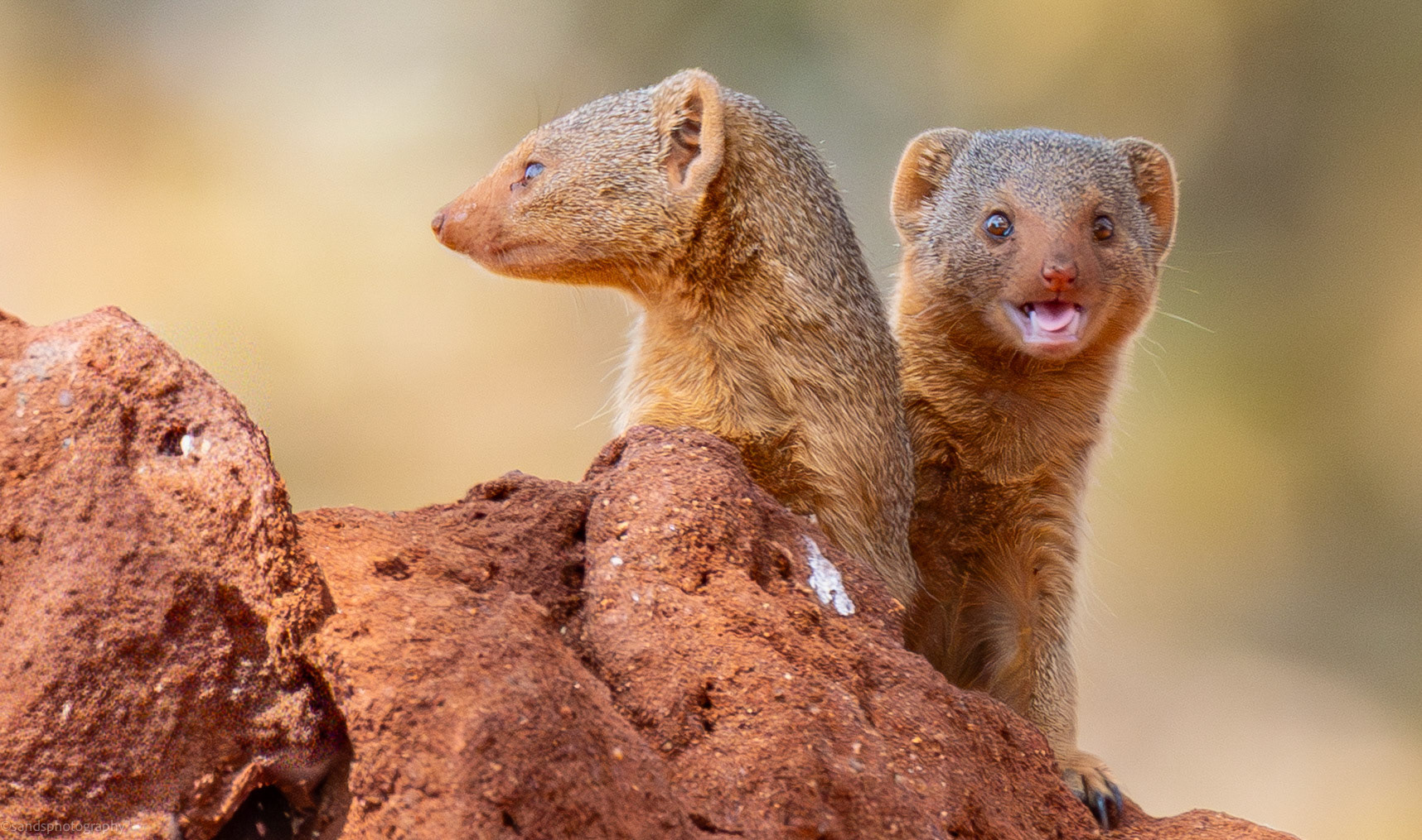 Dwarf Mongoose