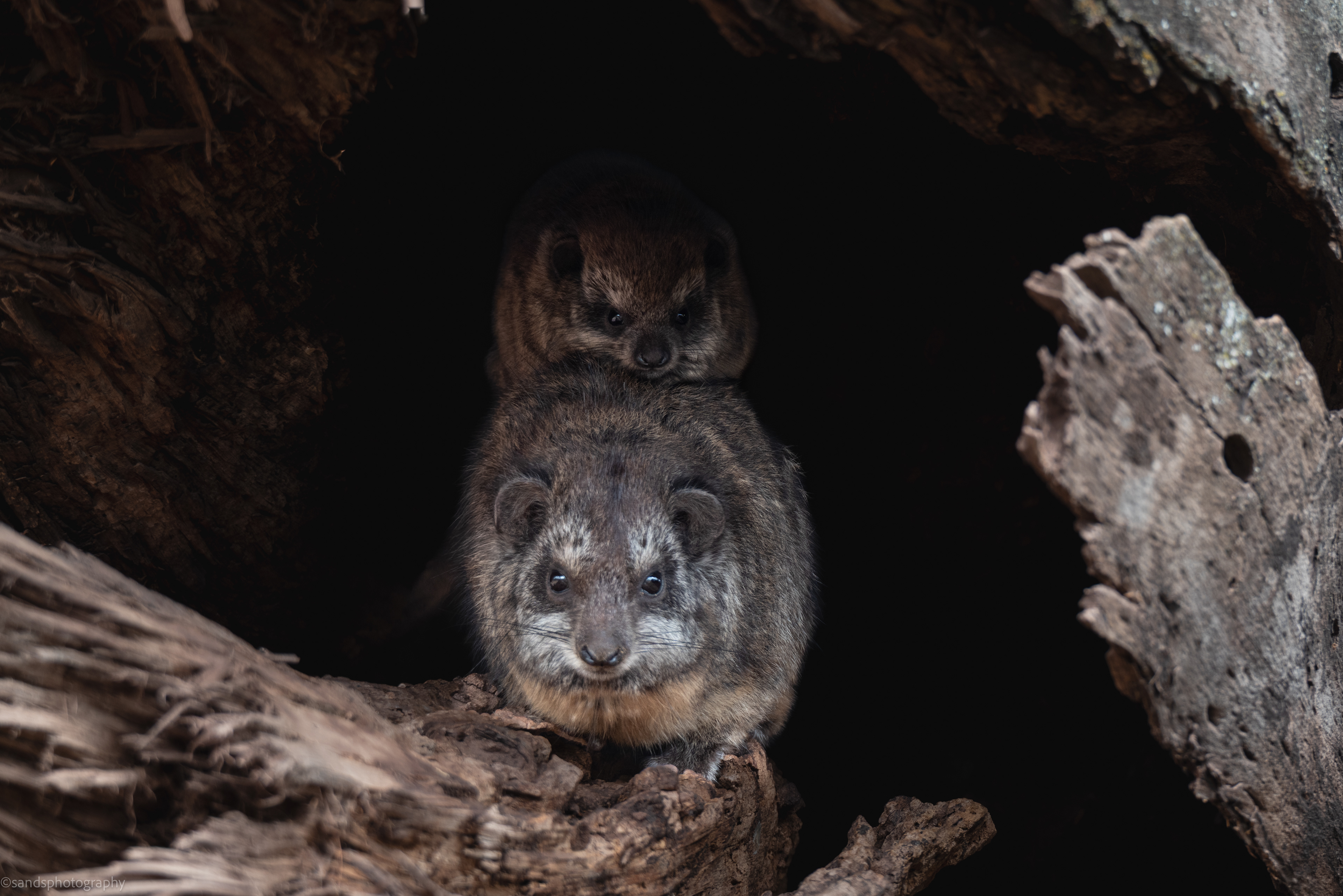 Rock Hyrax, Ngorongoro Crater