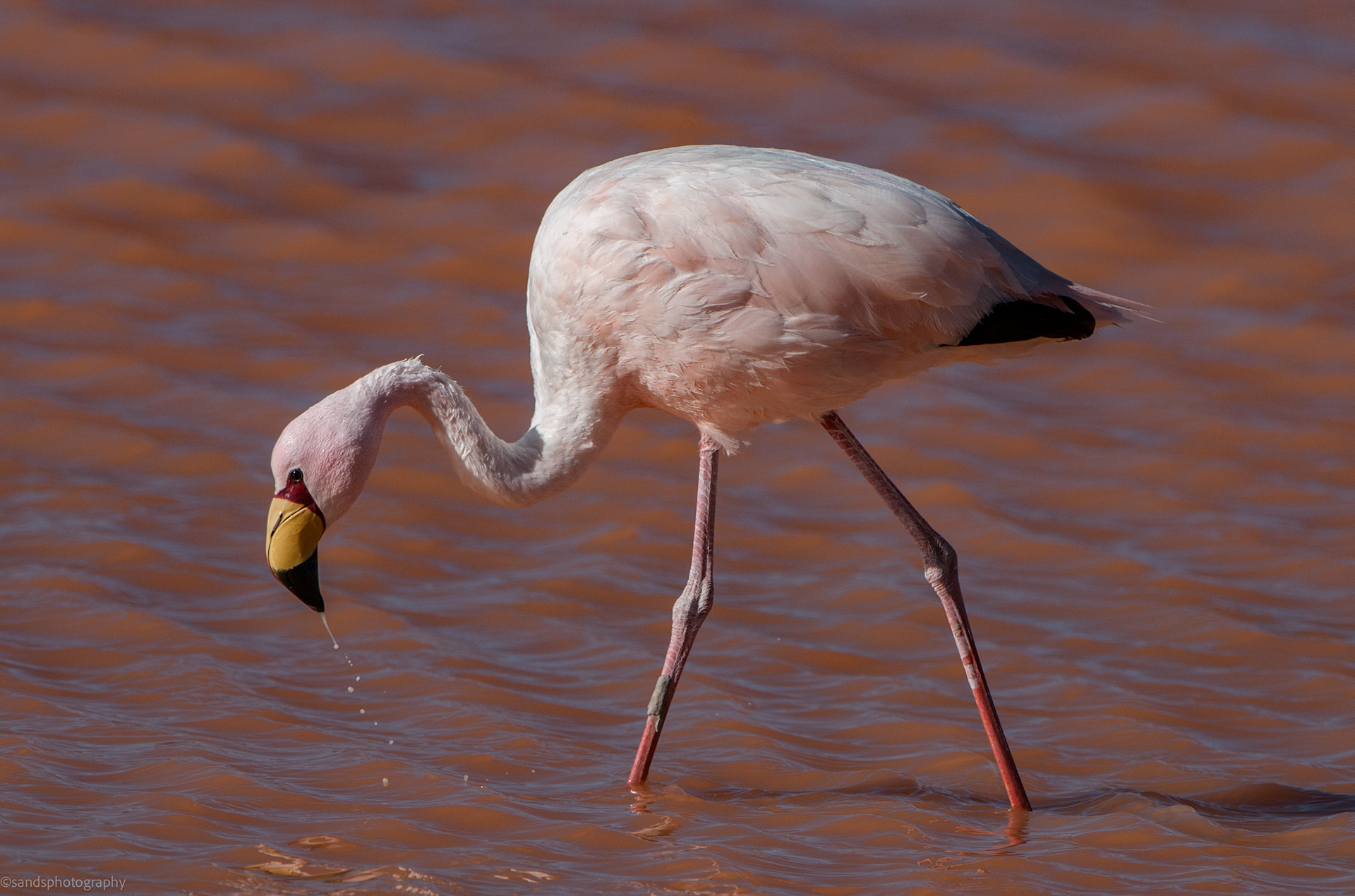 Flamingos on Lake Chaxa, Chile