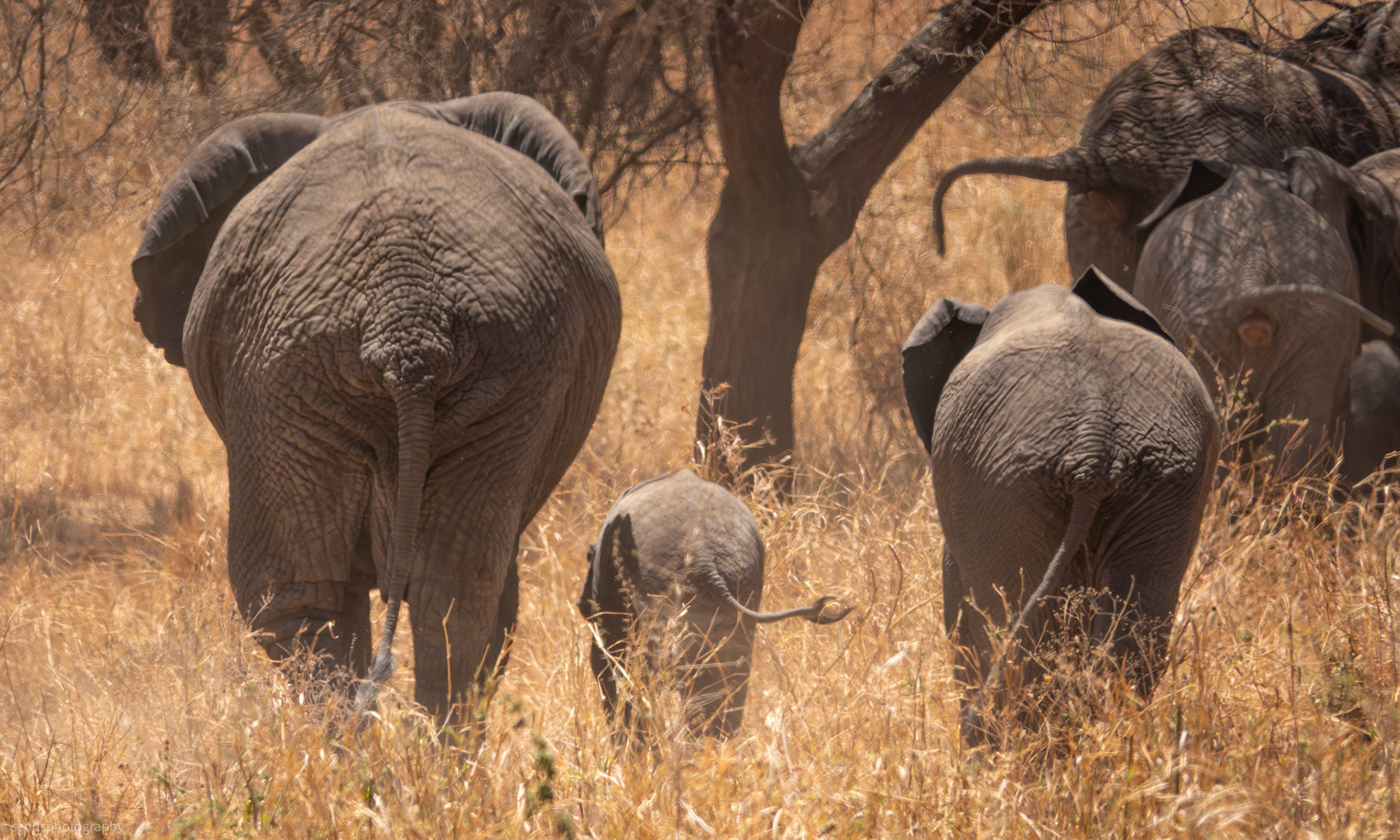 Tarangire National Park