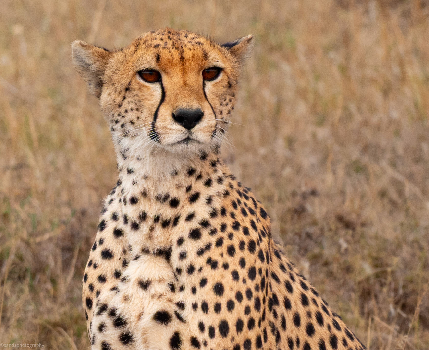 Cheetah in the Serengeti