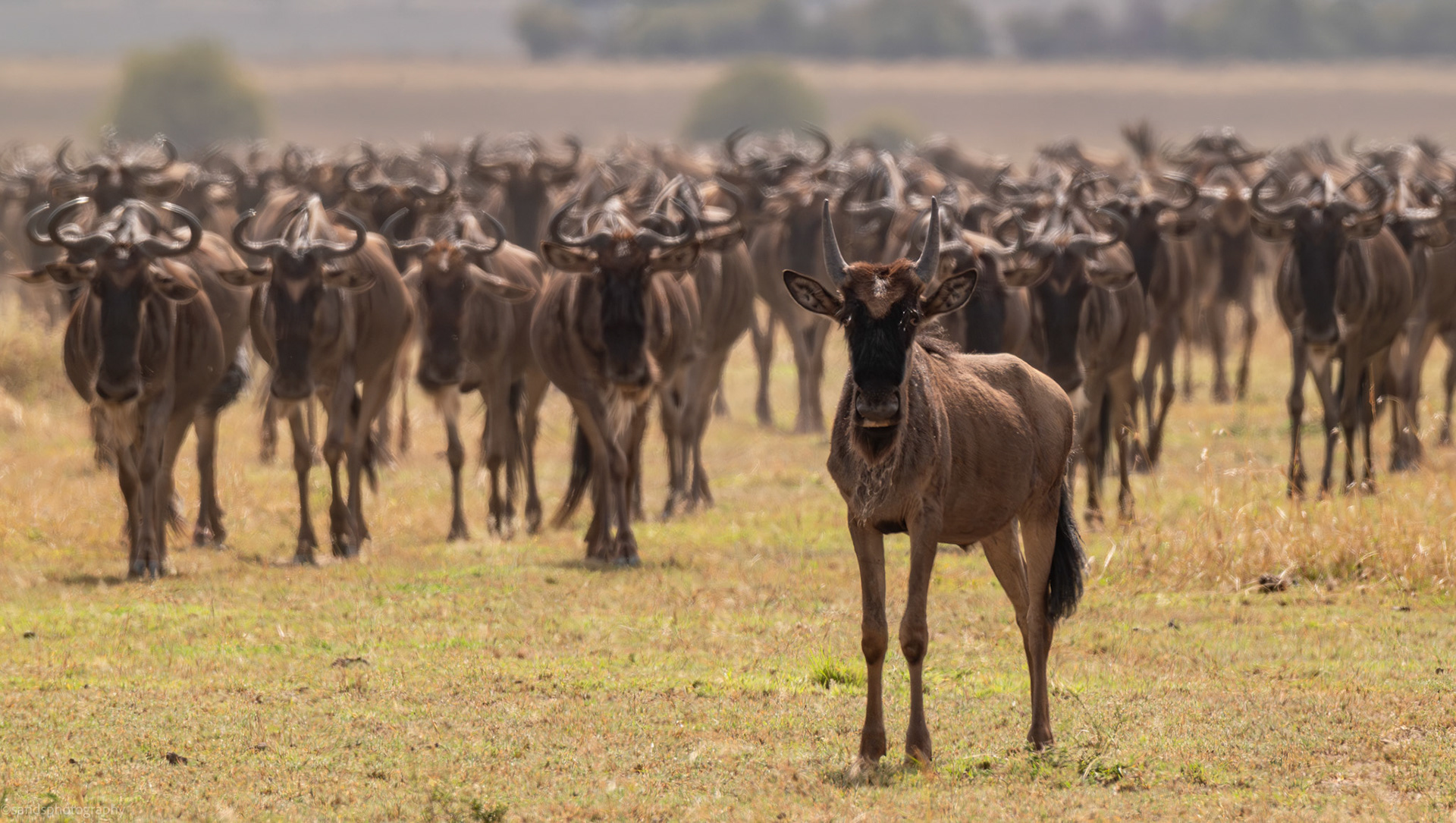 Blue Wildebeest during the Migration, Western Serengeti