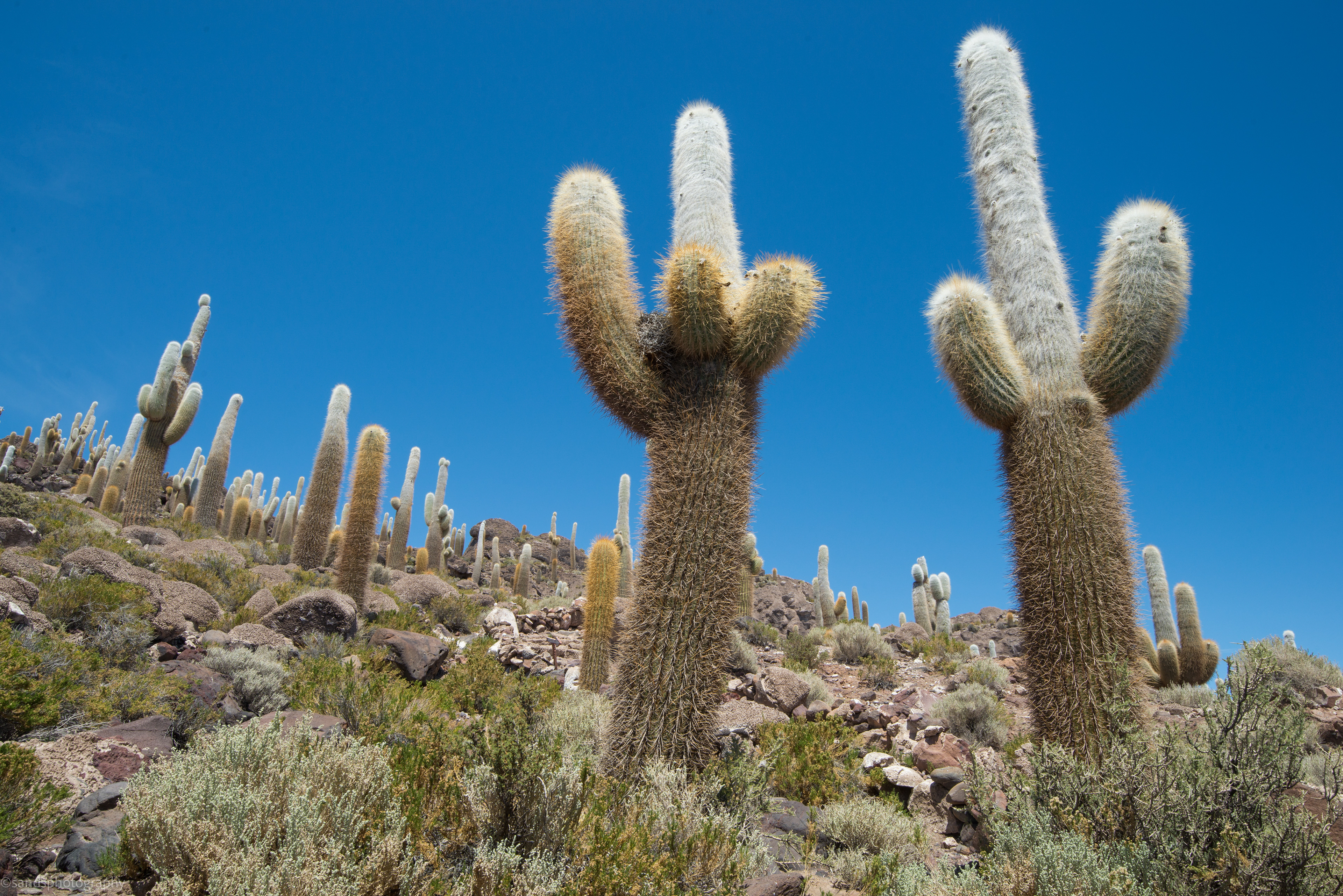 Isla del Pescado, Salar de Uyuni