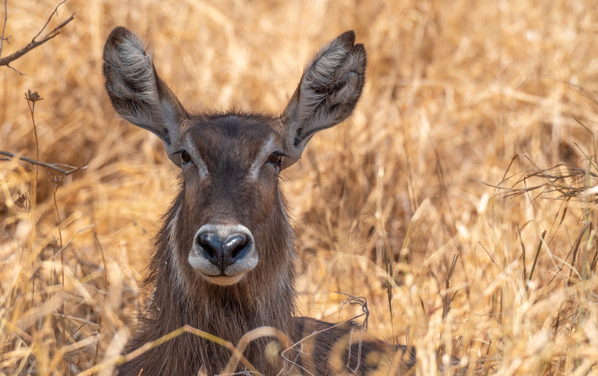 Waterbuck in Tarangire National Park