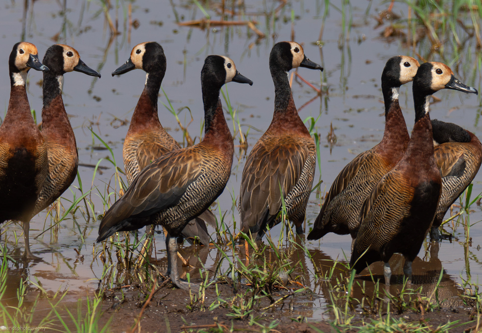 White-faced Whistling Duck, Tarangire National Park