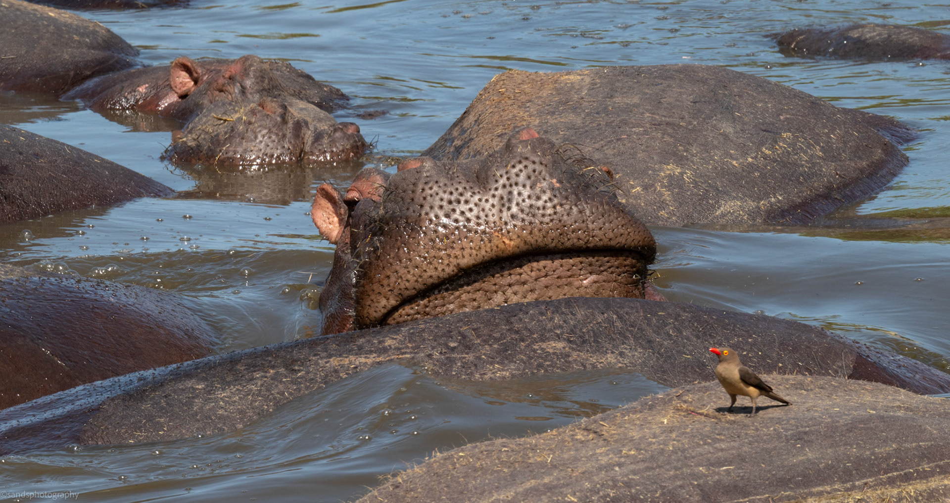 Common Hippopotamus, Serengeti
