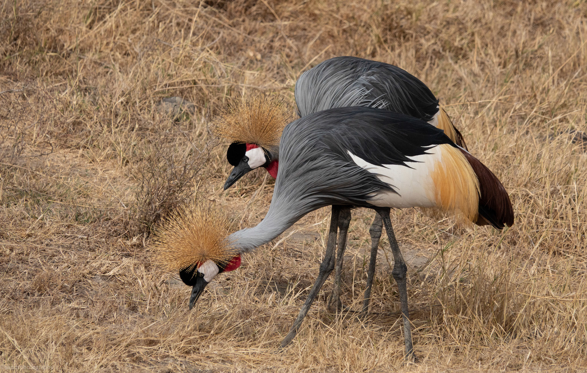 Grey Crowned Crane, Serengeti 