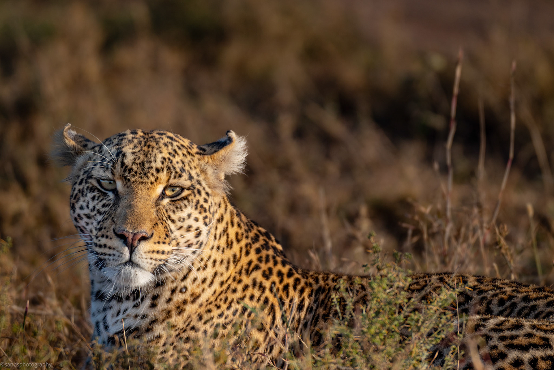 Leopard on the Serengeti