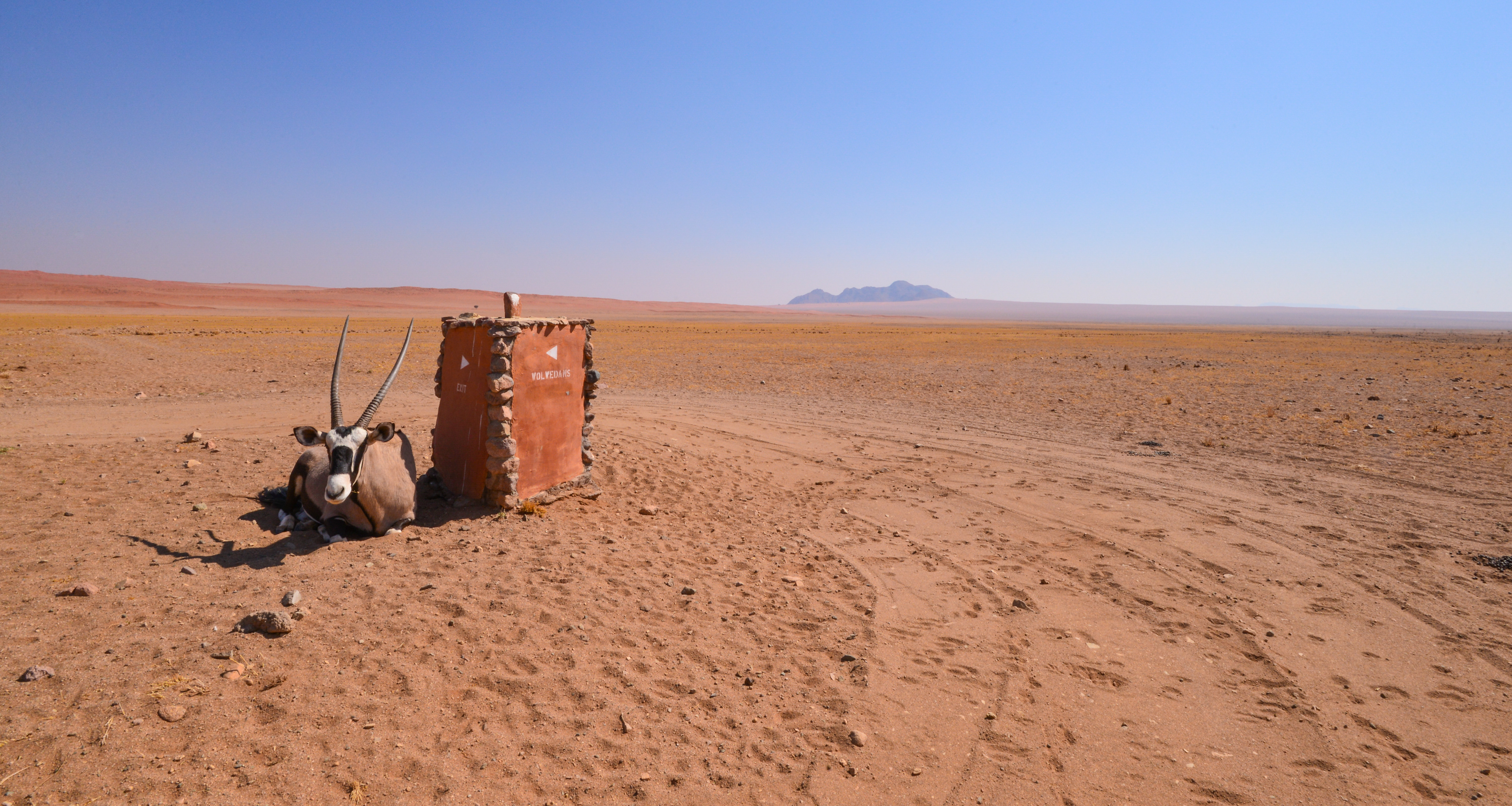 Oryx seeking shelter at Wolwedans NamibRand Nature Reserve