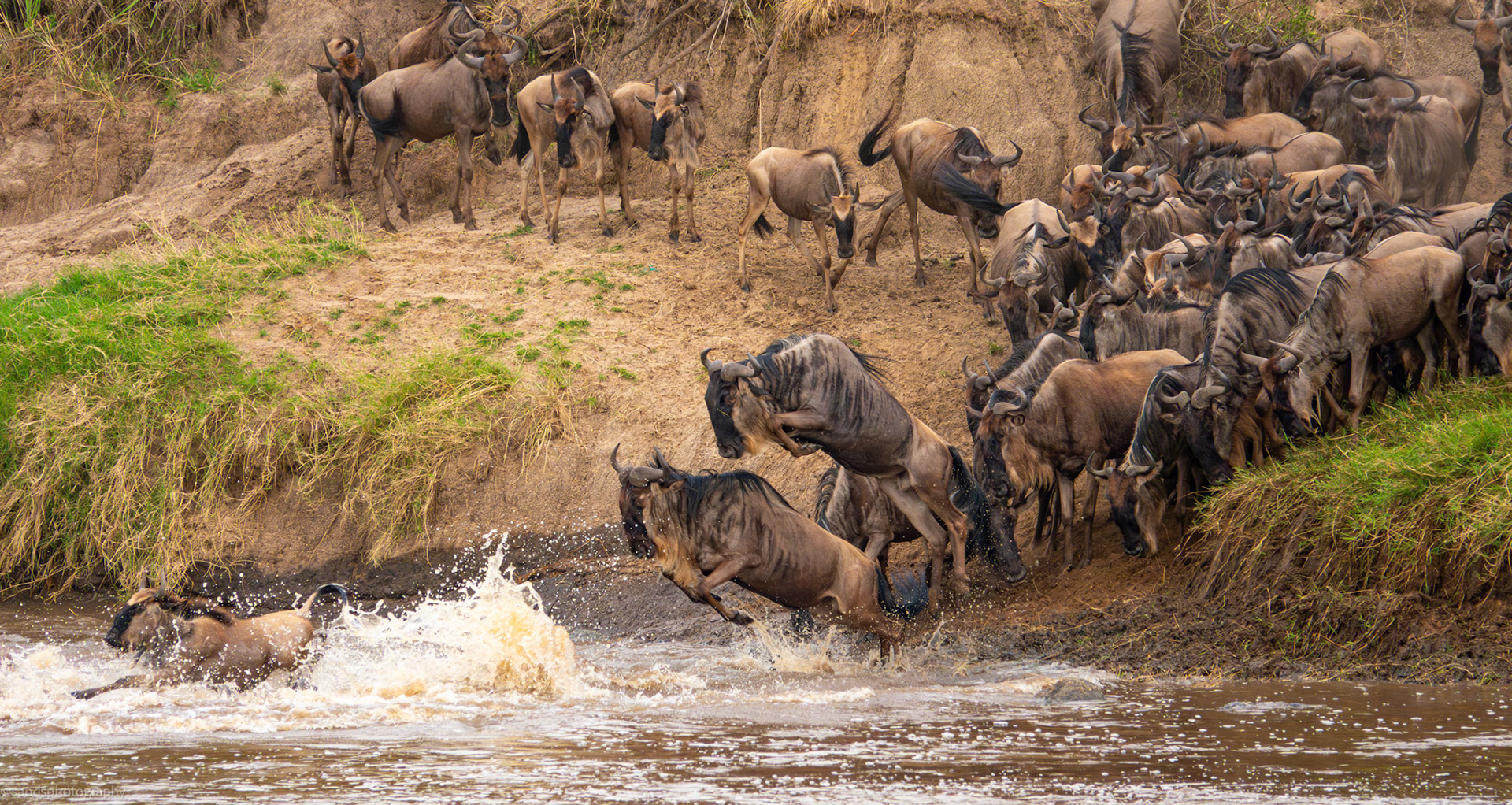 Blue Wildebeest crossing the Mara River