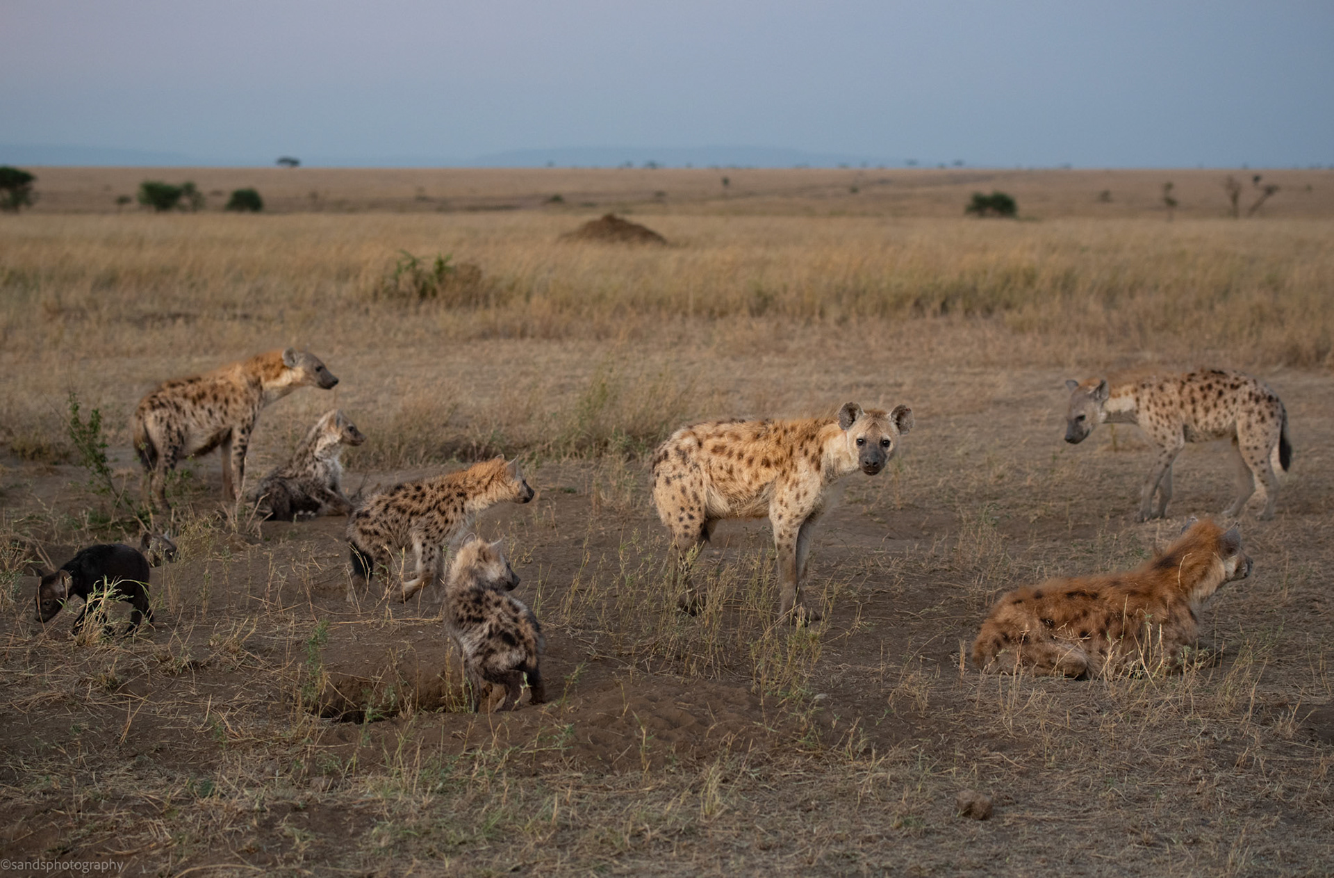 Spotted Hyena clan,  Serengeti