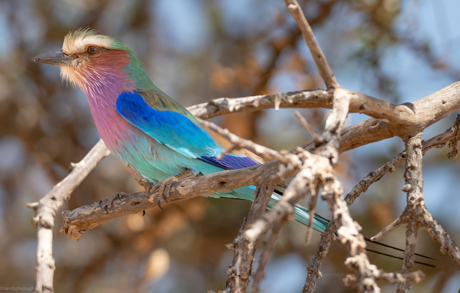 Lilac Breasted Roller