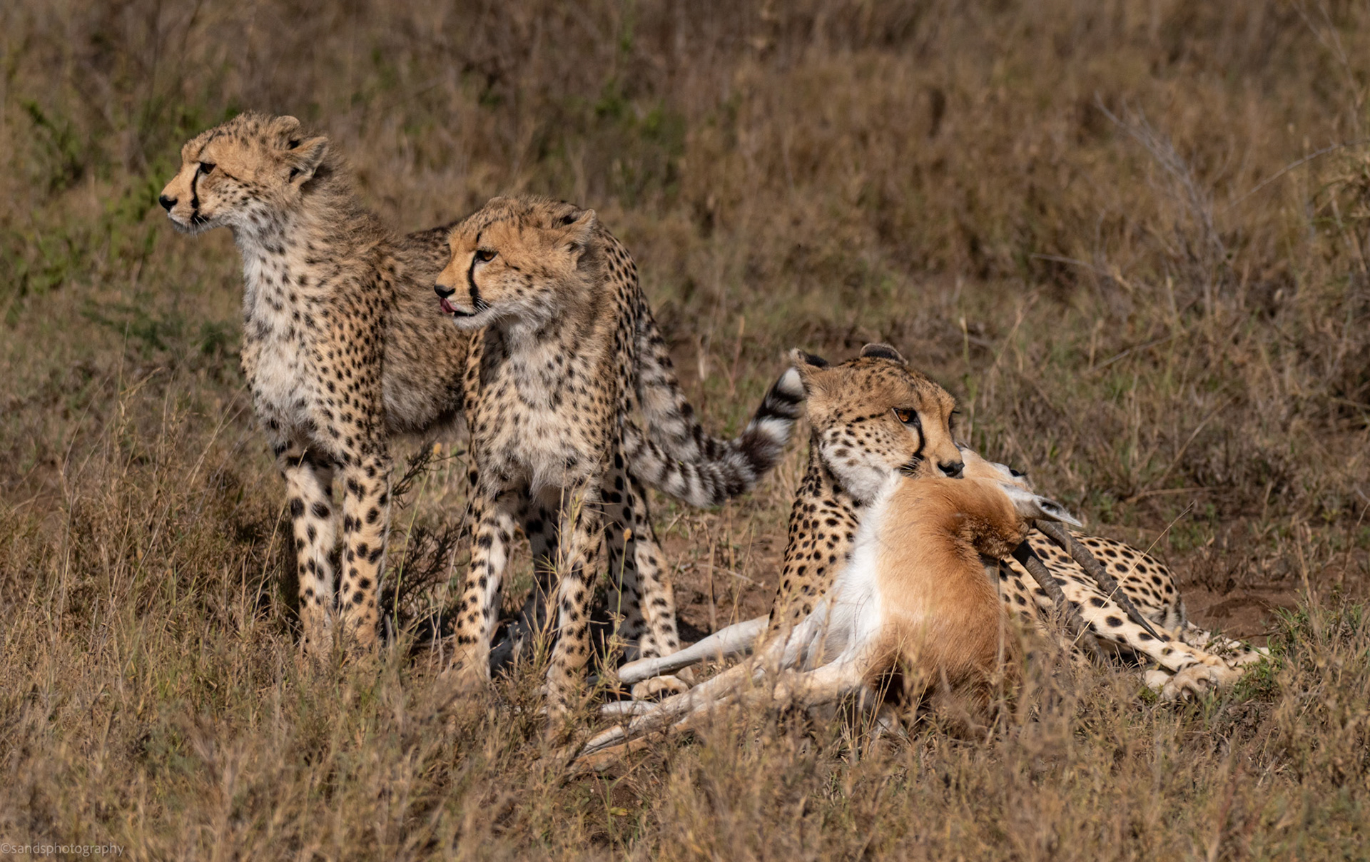 Cheetah family on the hunt, Serengeti