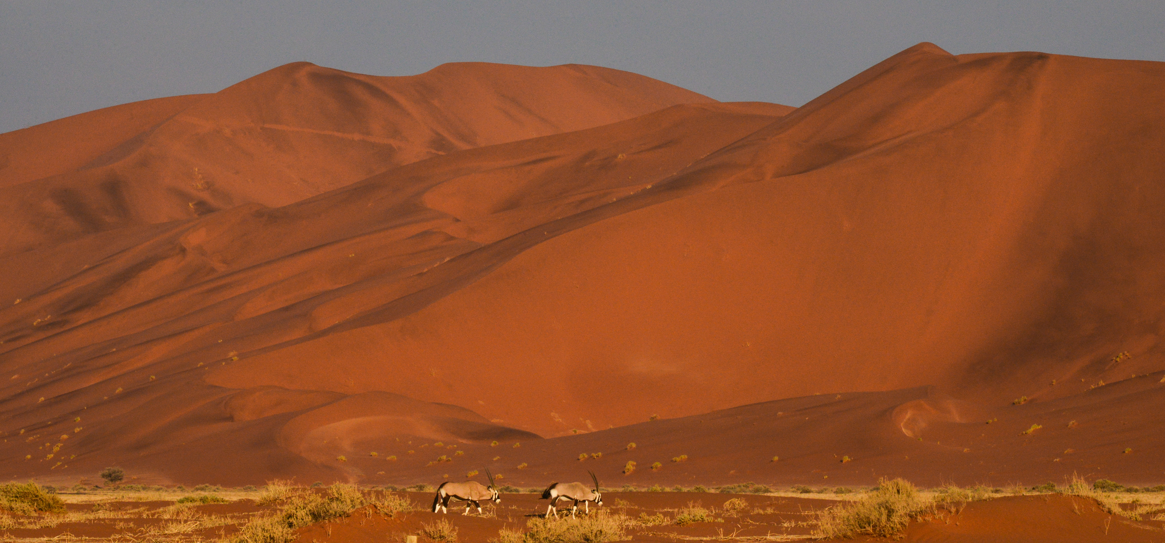 Oryx at Sossusvlei