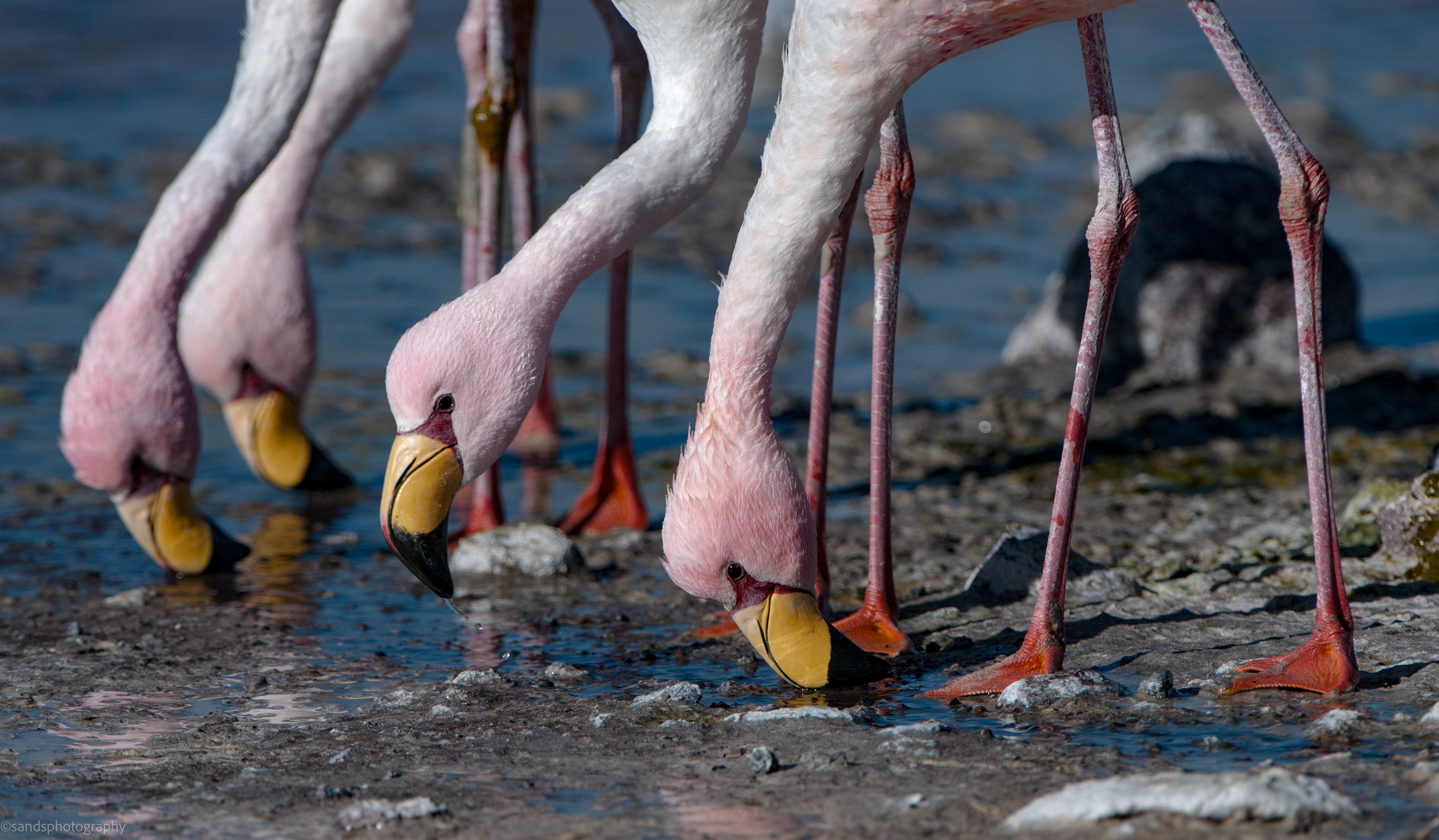 Flamingos at Laguna Colorada, Bolivia, 4,278 m