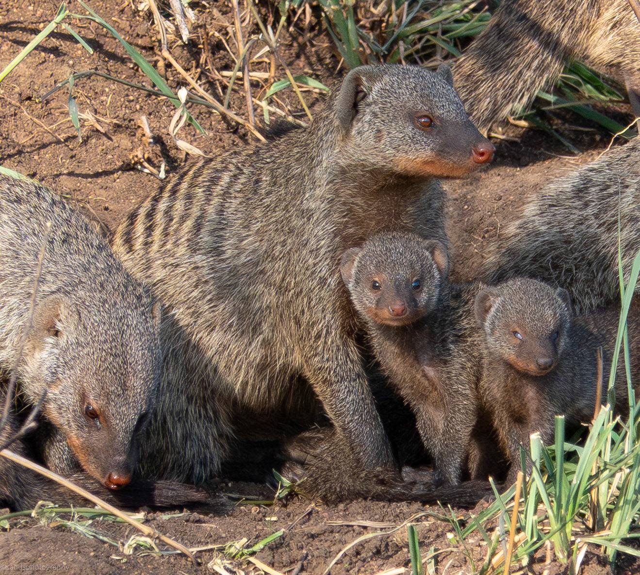 Banded Mongoose, Western Serengeti