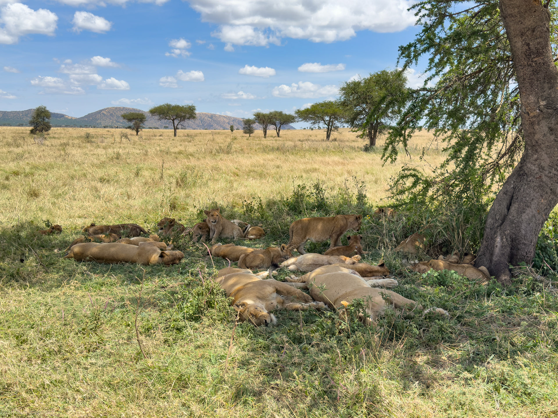 "Super Pride" , Western Serengeti