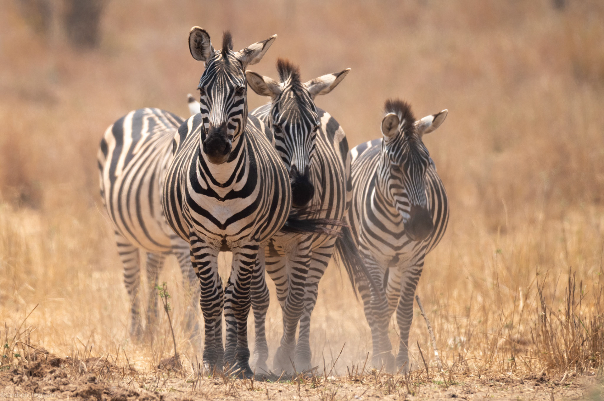 Plains Zebra