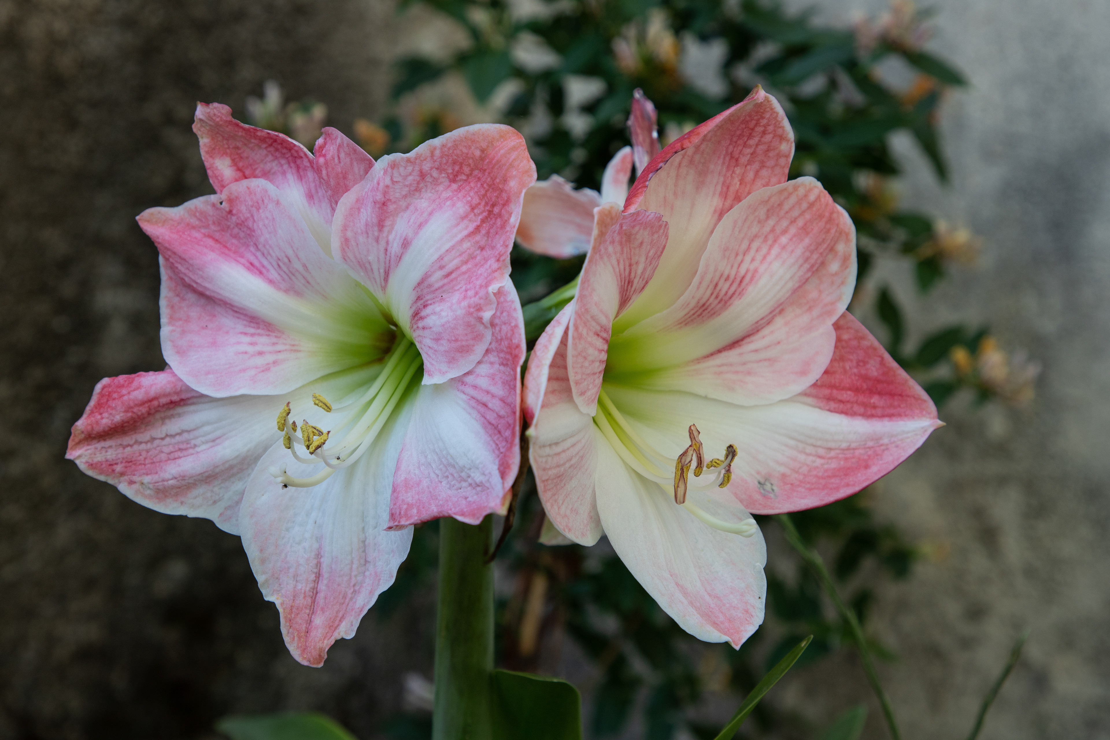 Amaryllis